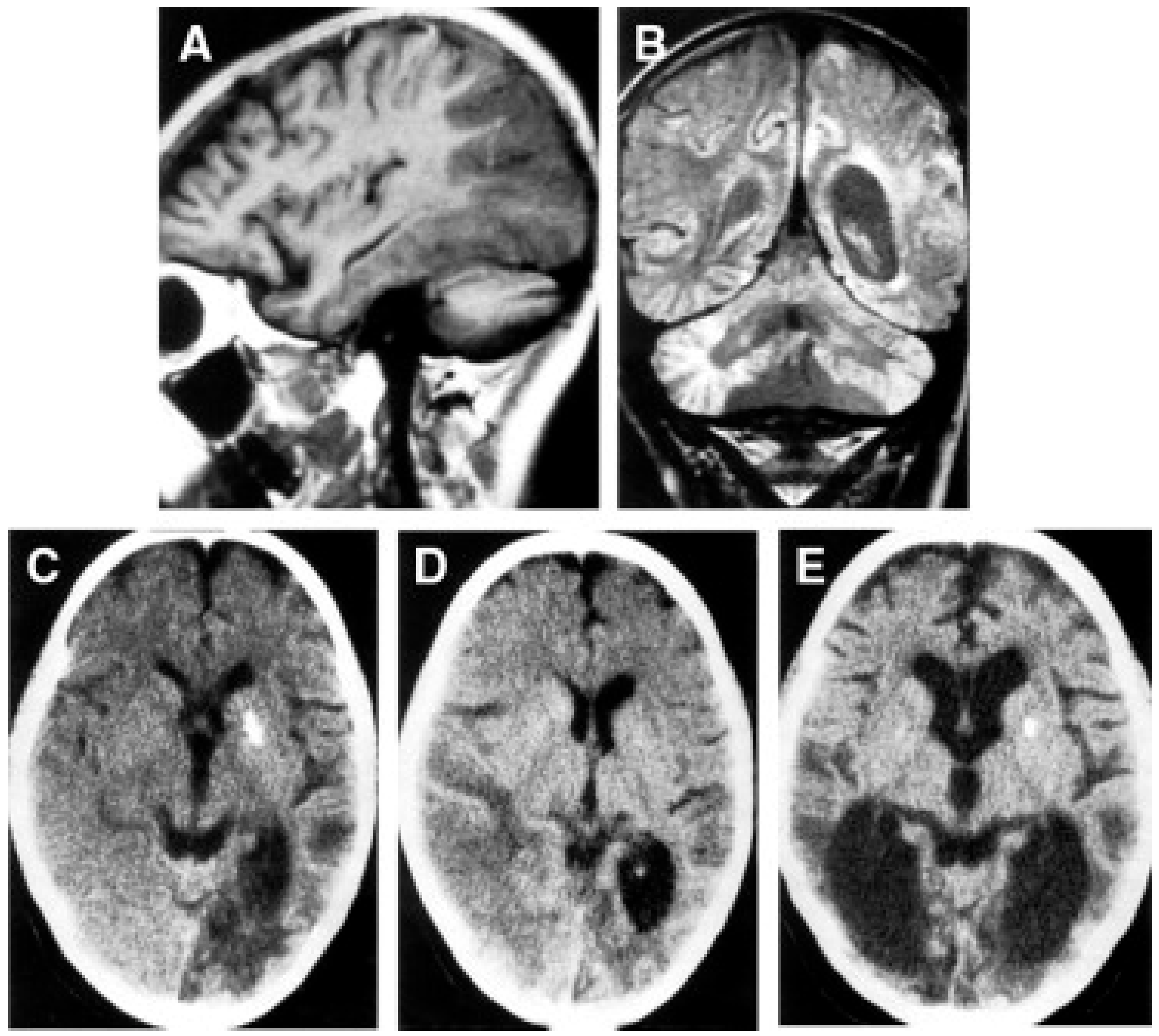 Cells 11 00637 g008 Cells 11 00637 g008