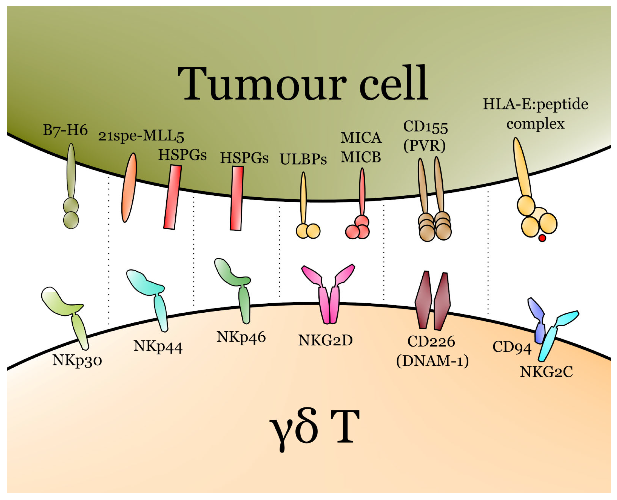 Cells 11 00661 g002 Cells 11 00661 g002