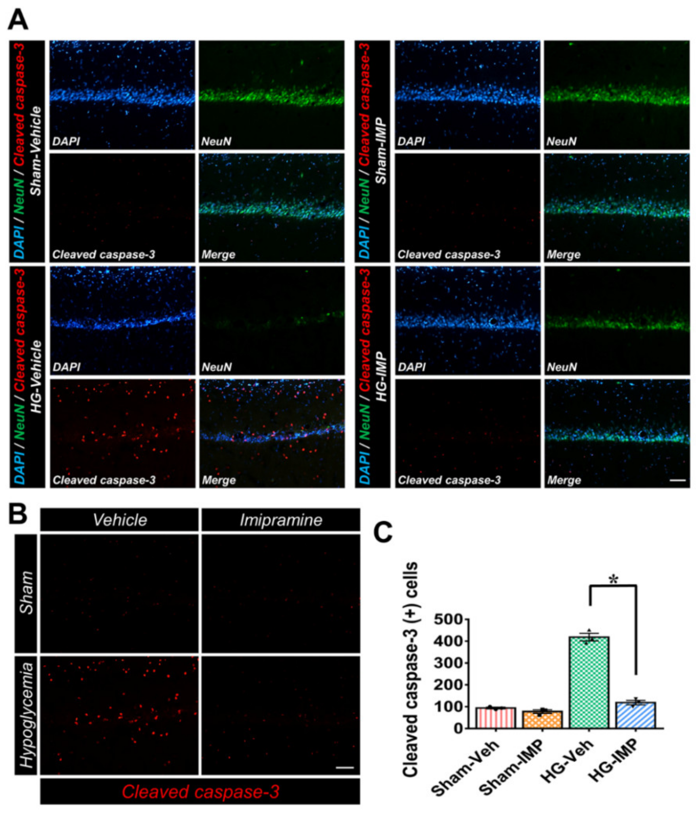Cells 11 00667 g006 Cells 11 00667 g006