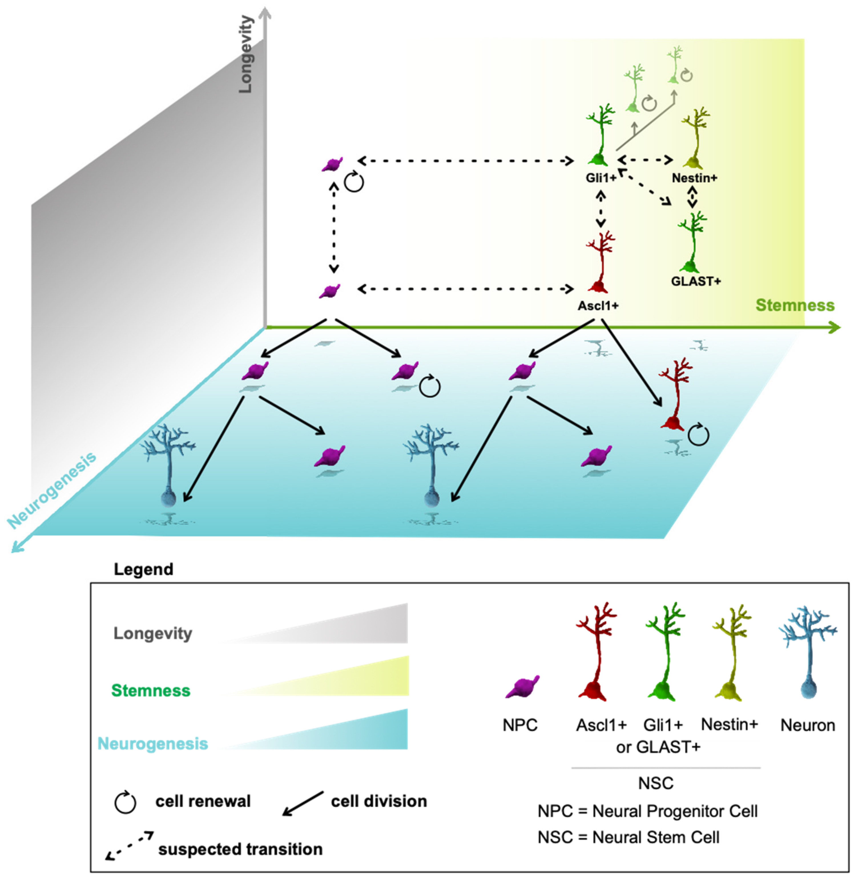 Cells 11 00722 g001 Cells 11 00722 g001