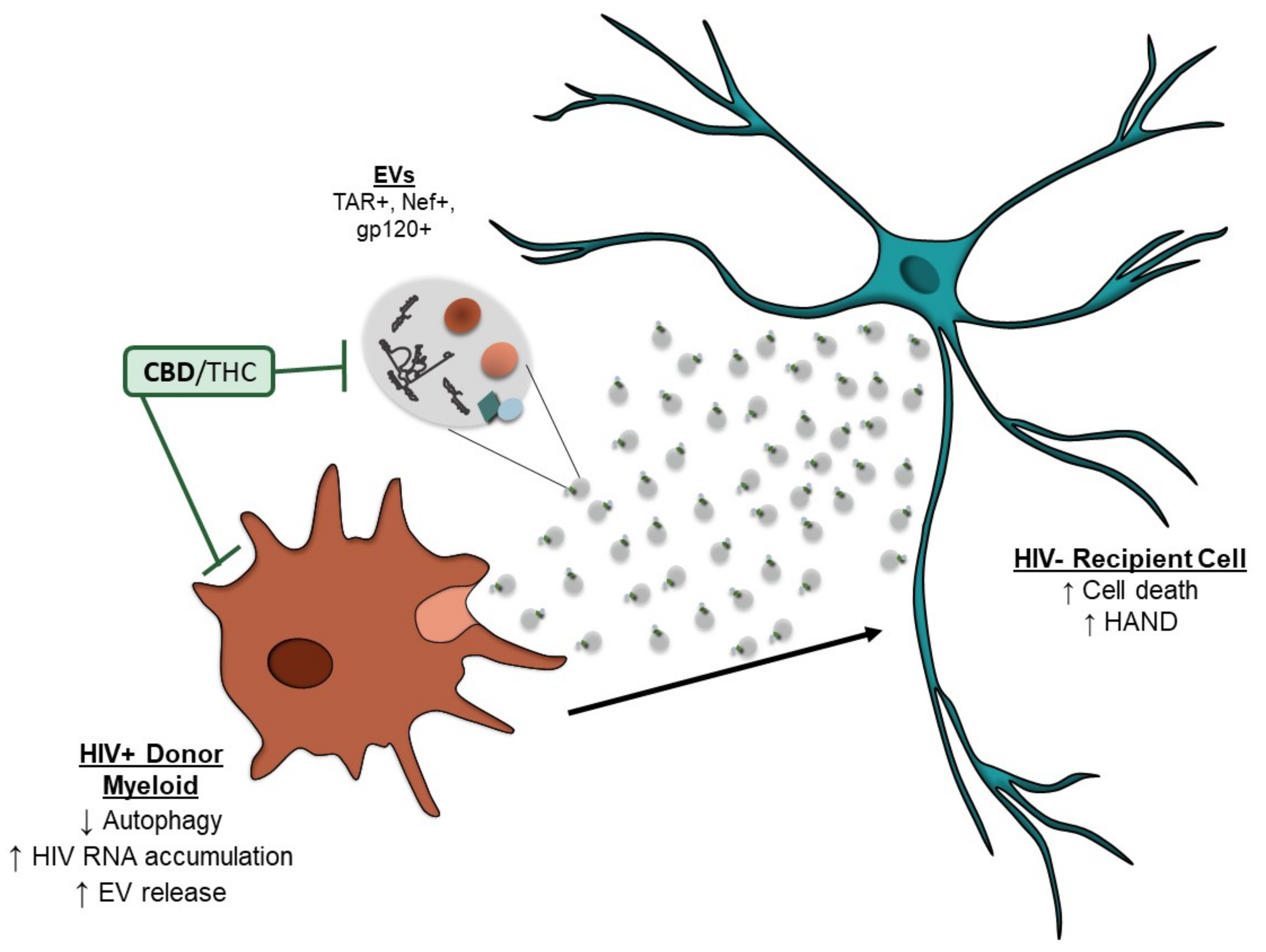 Cells 11 00723 g007 Cells 11 00723 g007