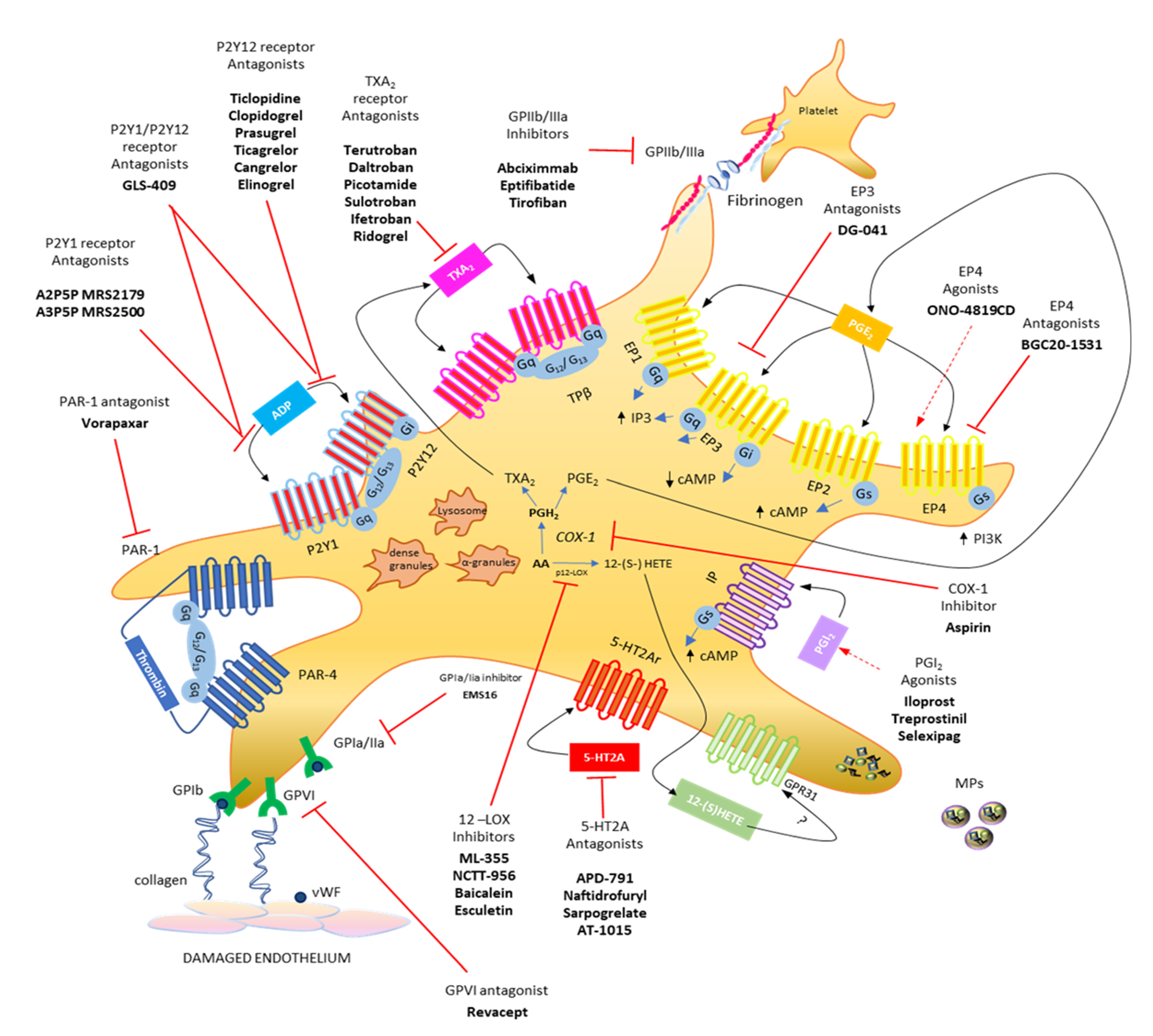 Cells 11 00725 g001 Cells 11 00725 g001