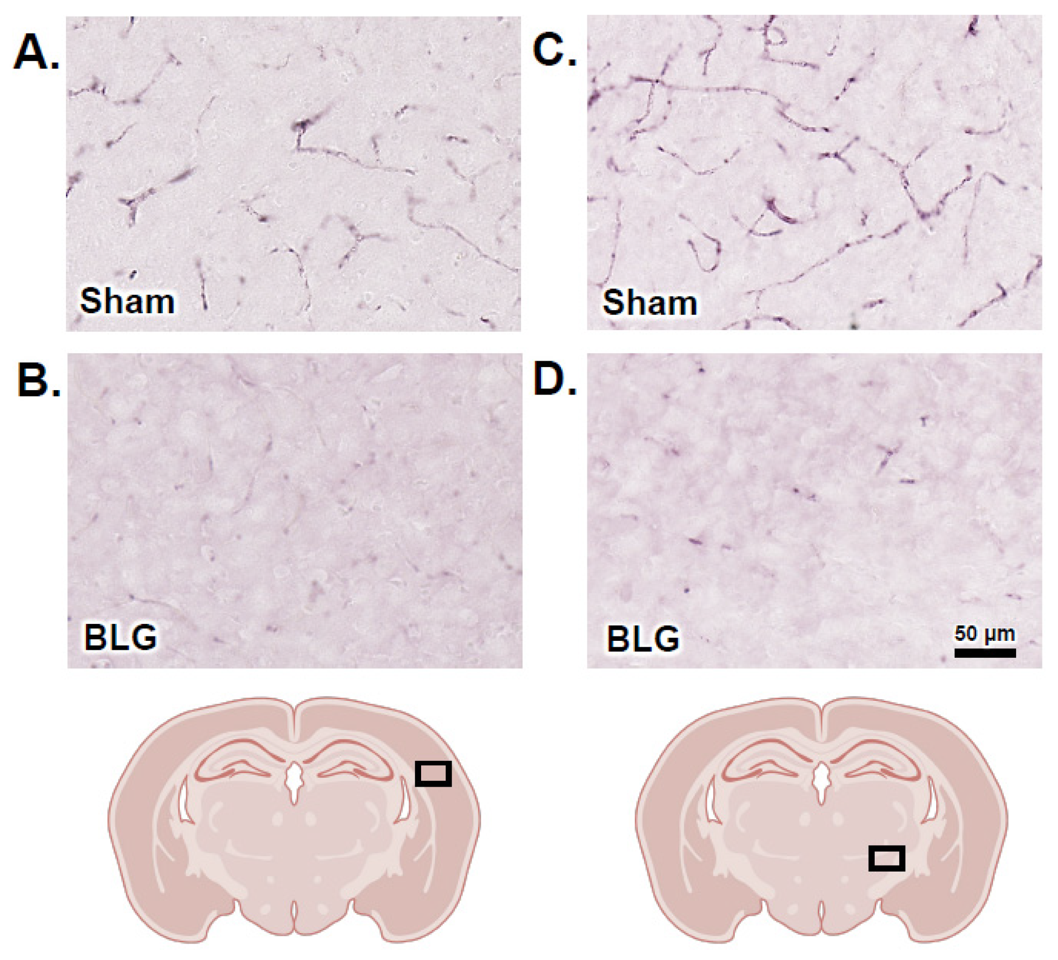Cells 11 00738 g011 Cells 11 00738 g011