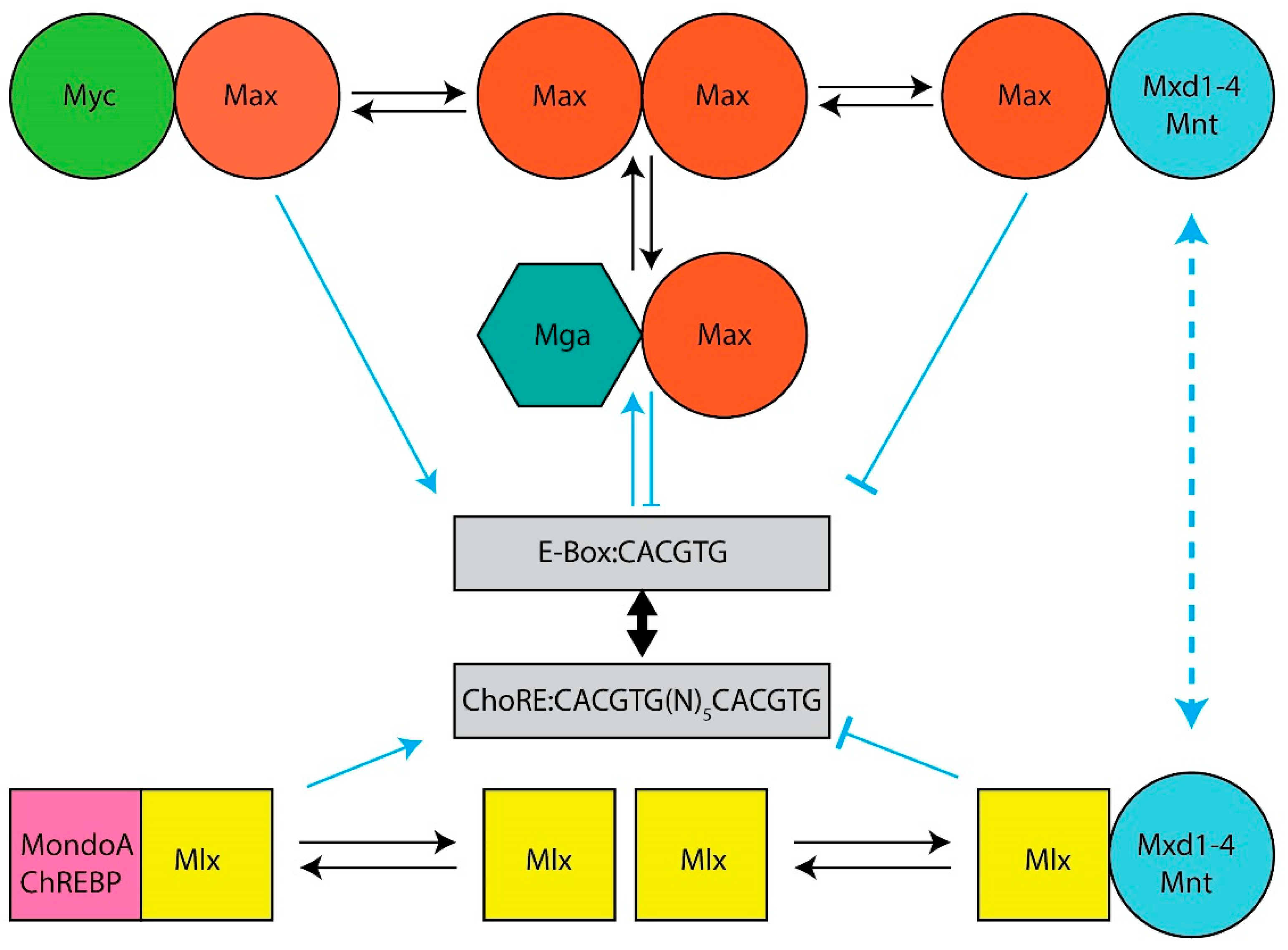 Cells 11 00747 g001 Cells 11 00747 g001