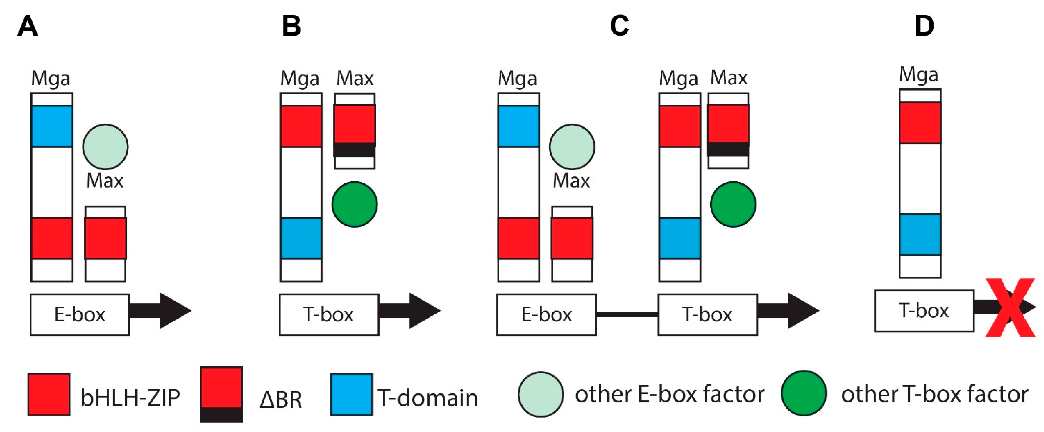 Cells 11 00747 g005 Cells 11 00747 g005