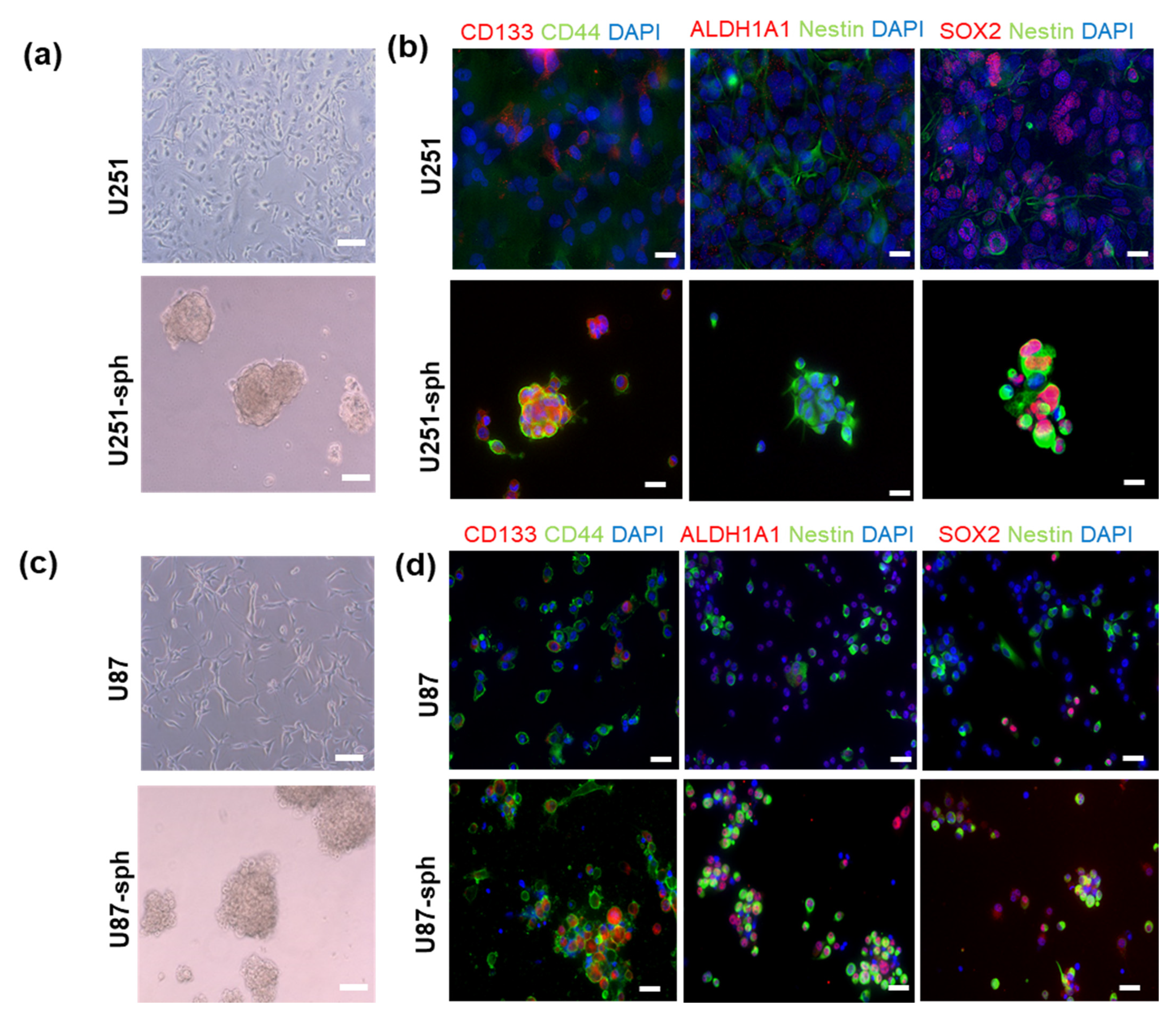 Cells 11 00775 g002 Cells 11 00775 g002
