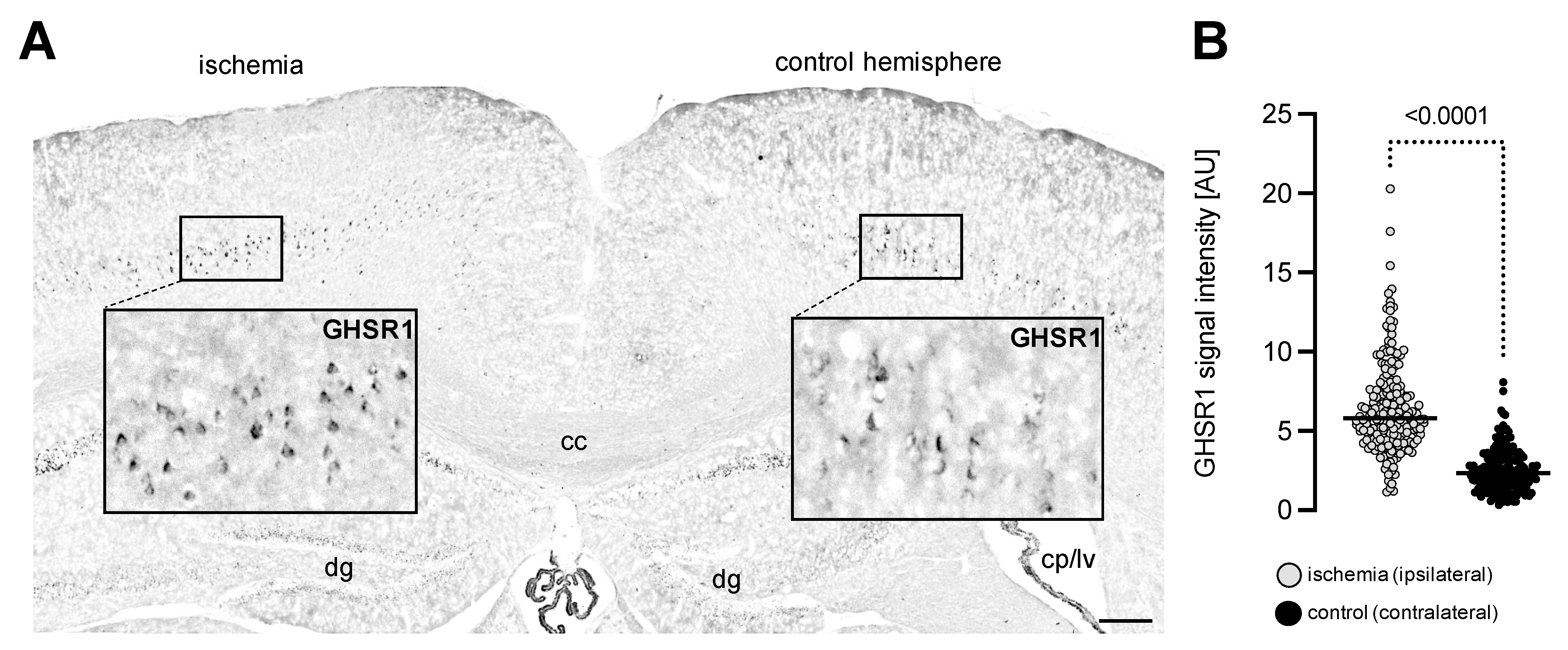 Cells 11 00782 g001 Cells 11 00782 g001