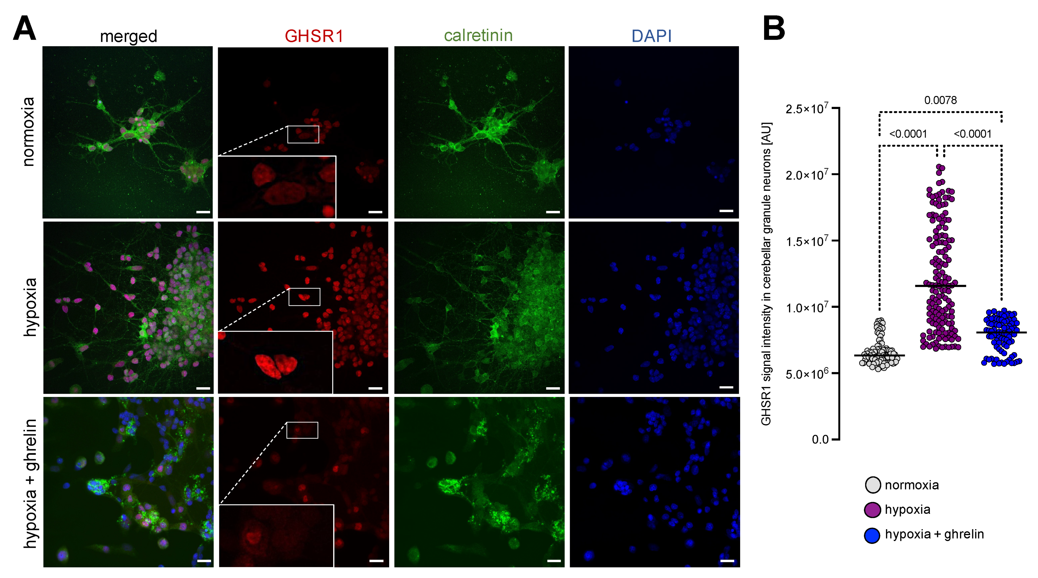 Cells 11 00782 g003 Cells 11 00782 g003