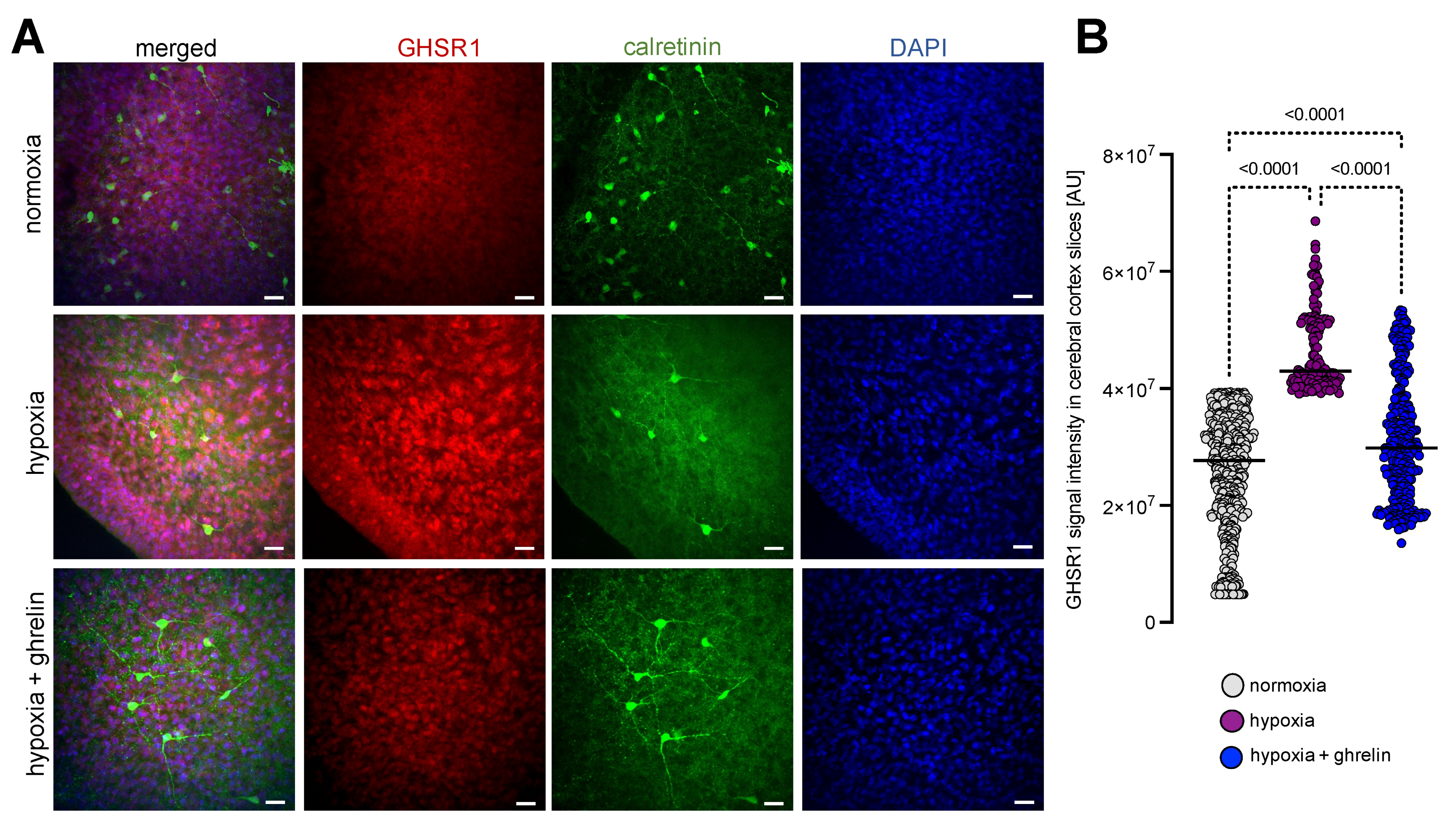 Cells 11 00782 g004 Cells 11 00782 g004