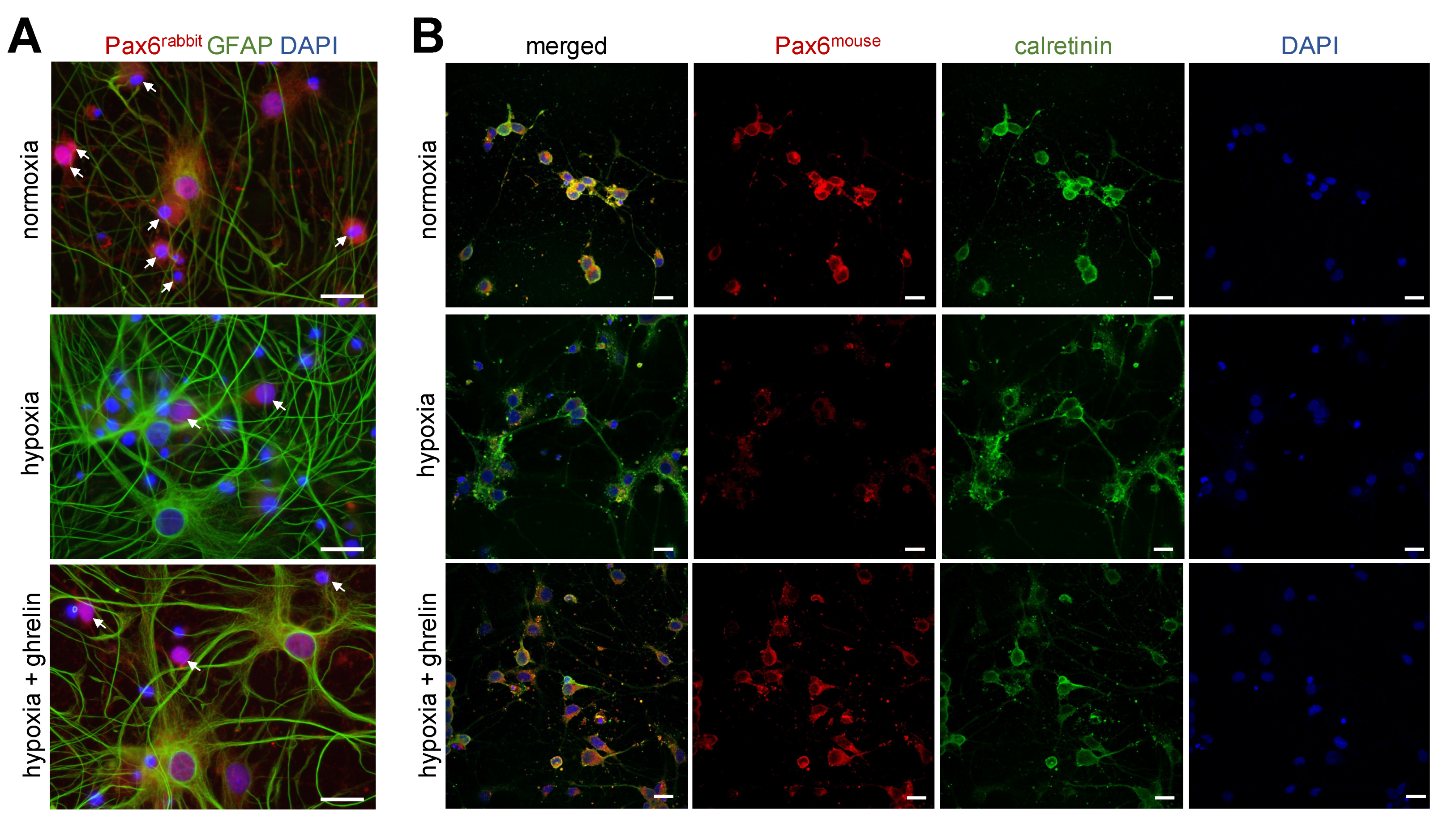 Cells 11 00782 g008 Cells 11 00782 g008