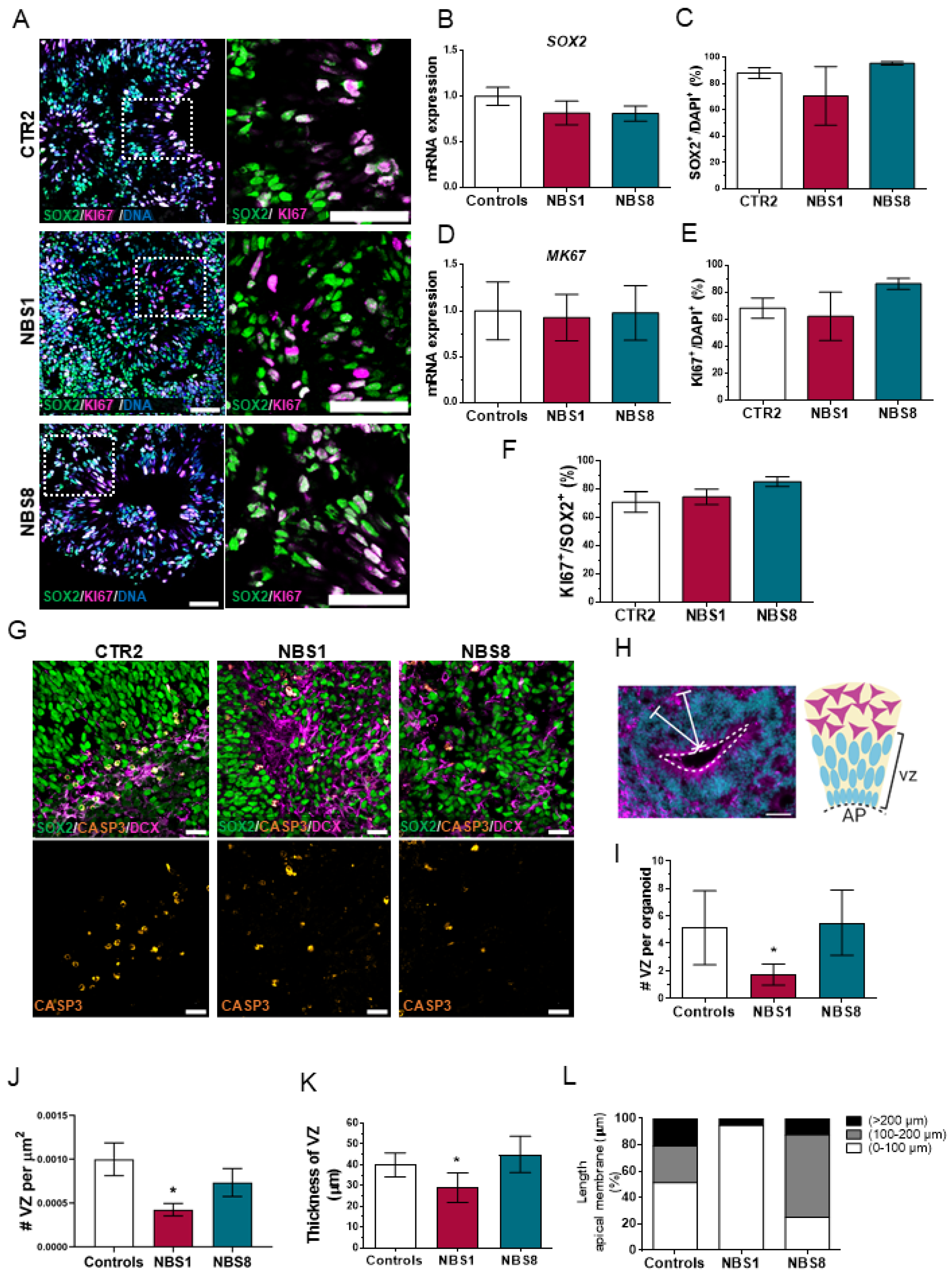 Cells 11 00802 g002 Cells 11 00802 g002