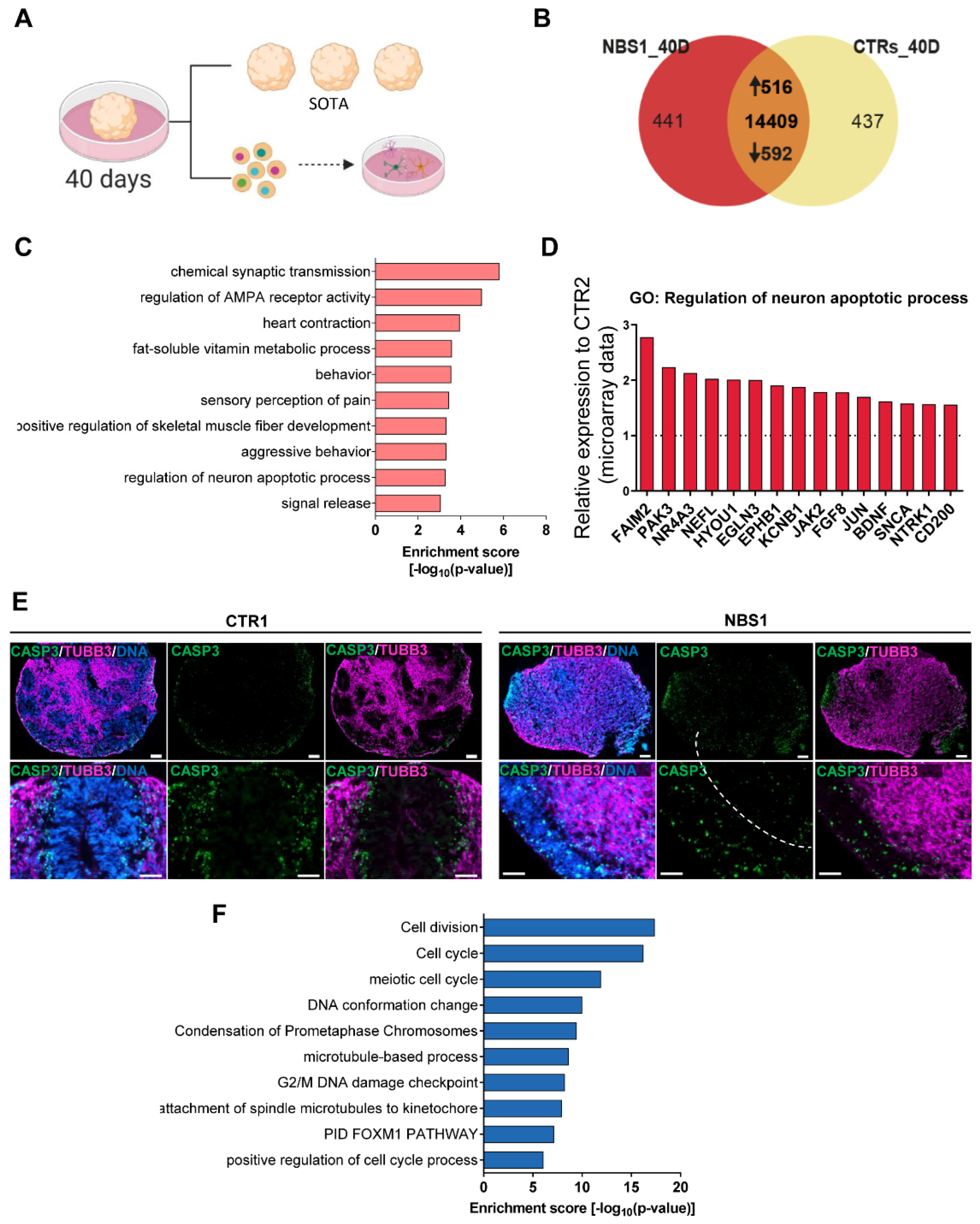 Cells 11 00802 g006 Cells 11 00802 g006