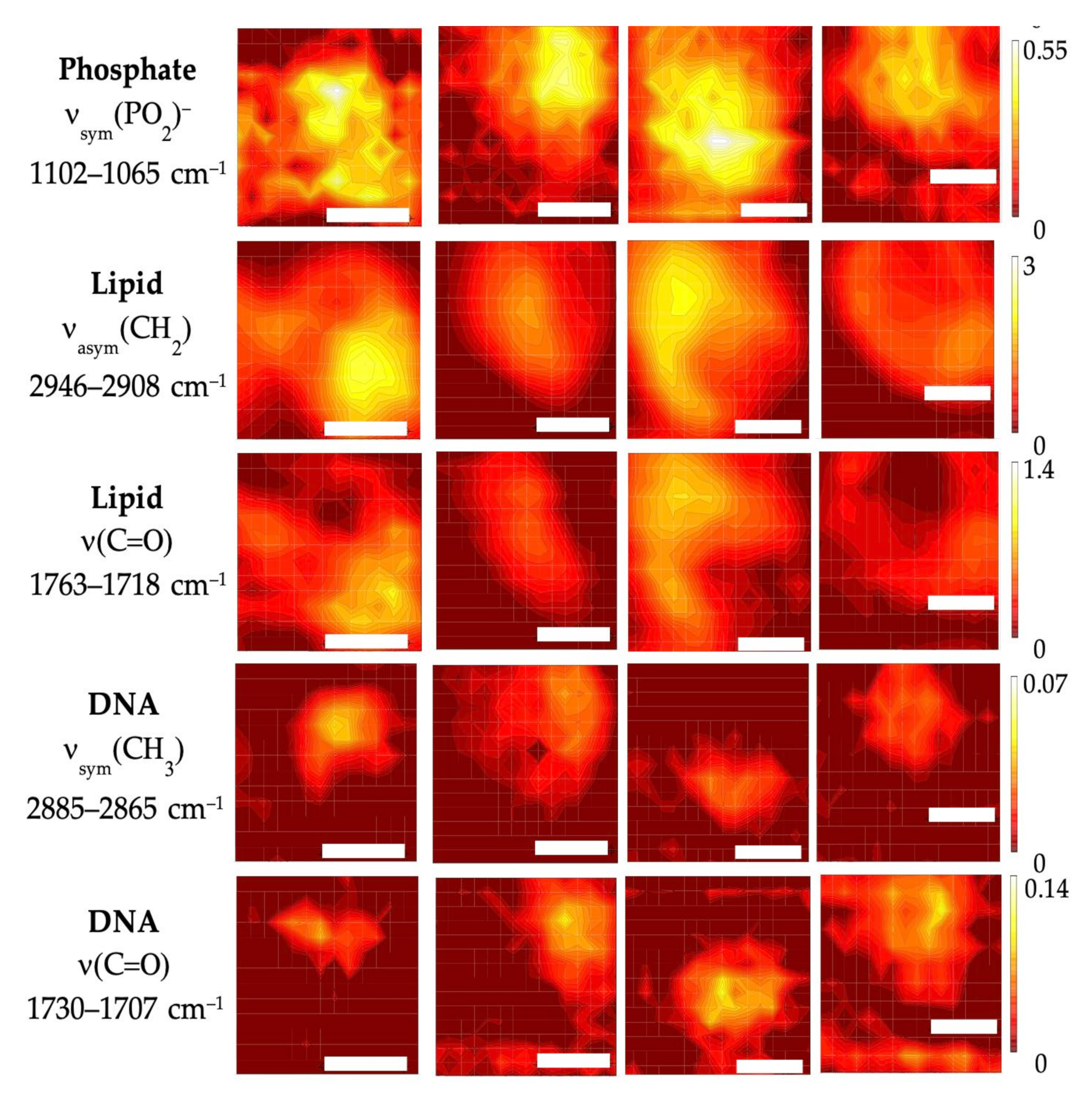 Cells 11 00811 g003b