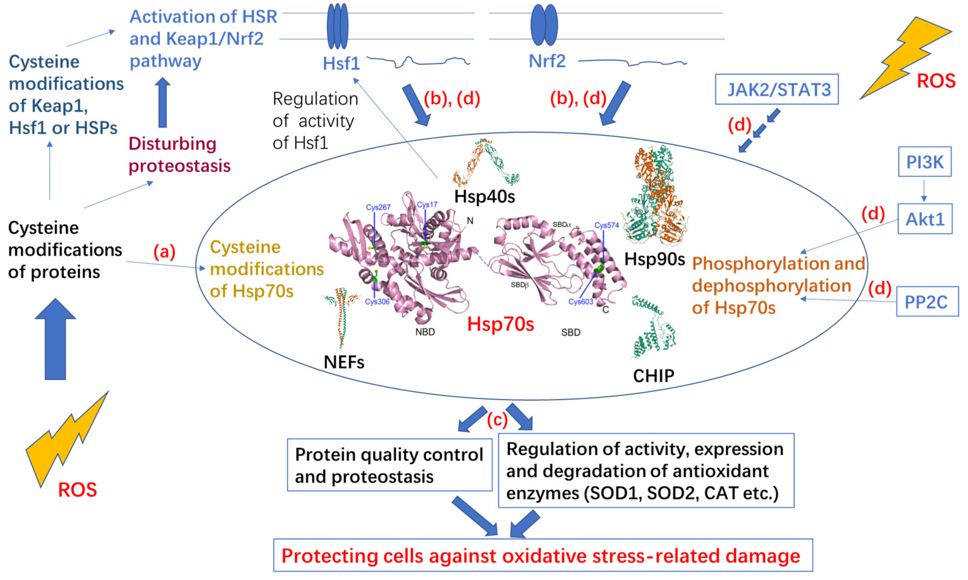 Cells 11 00829 g001 Cells 11 00829 g001
