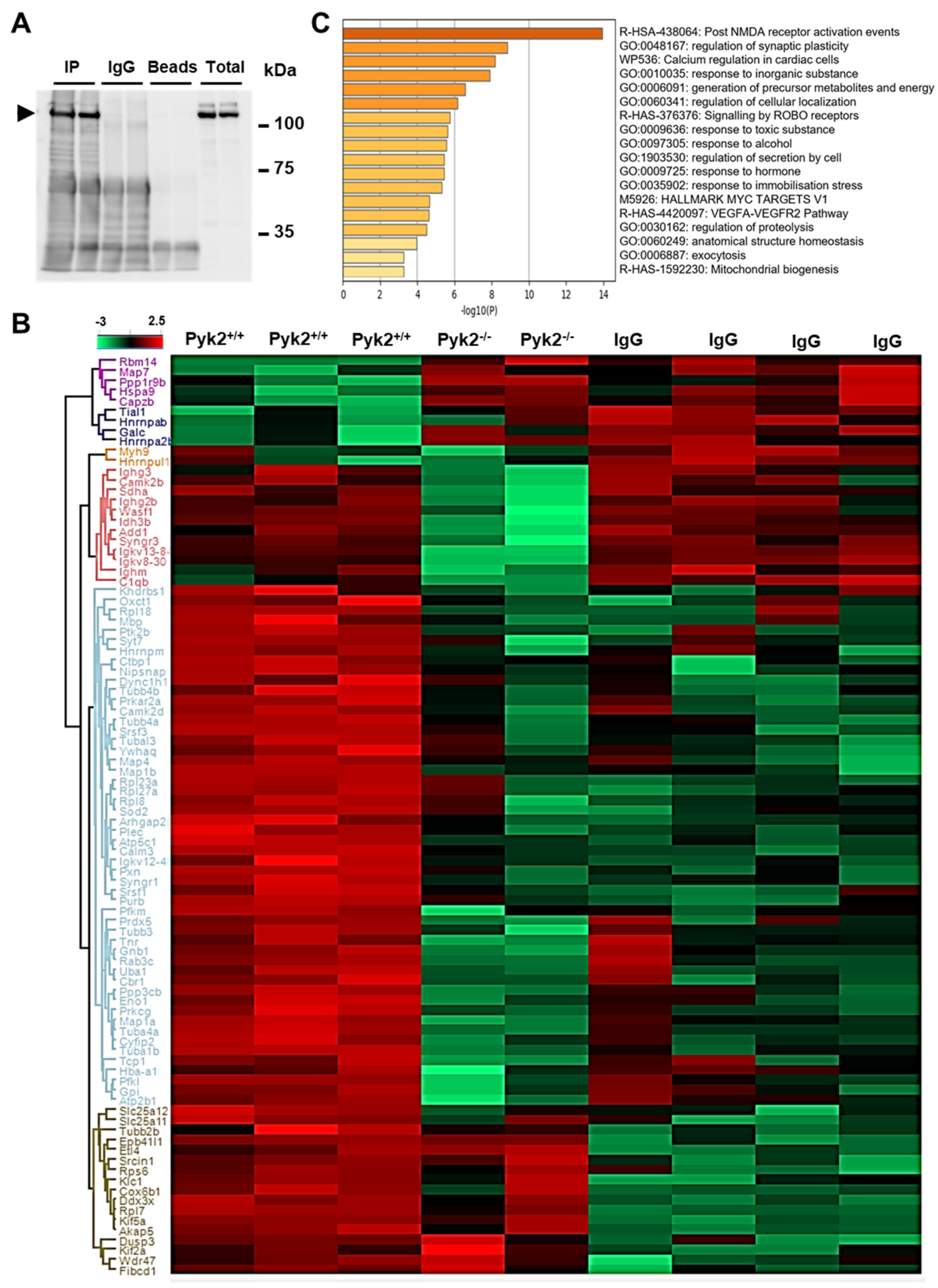 Cells 11 00842 g001