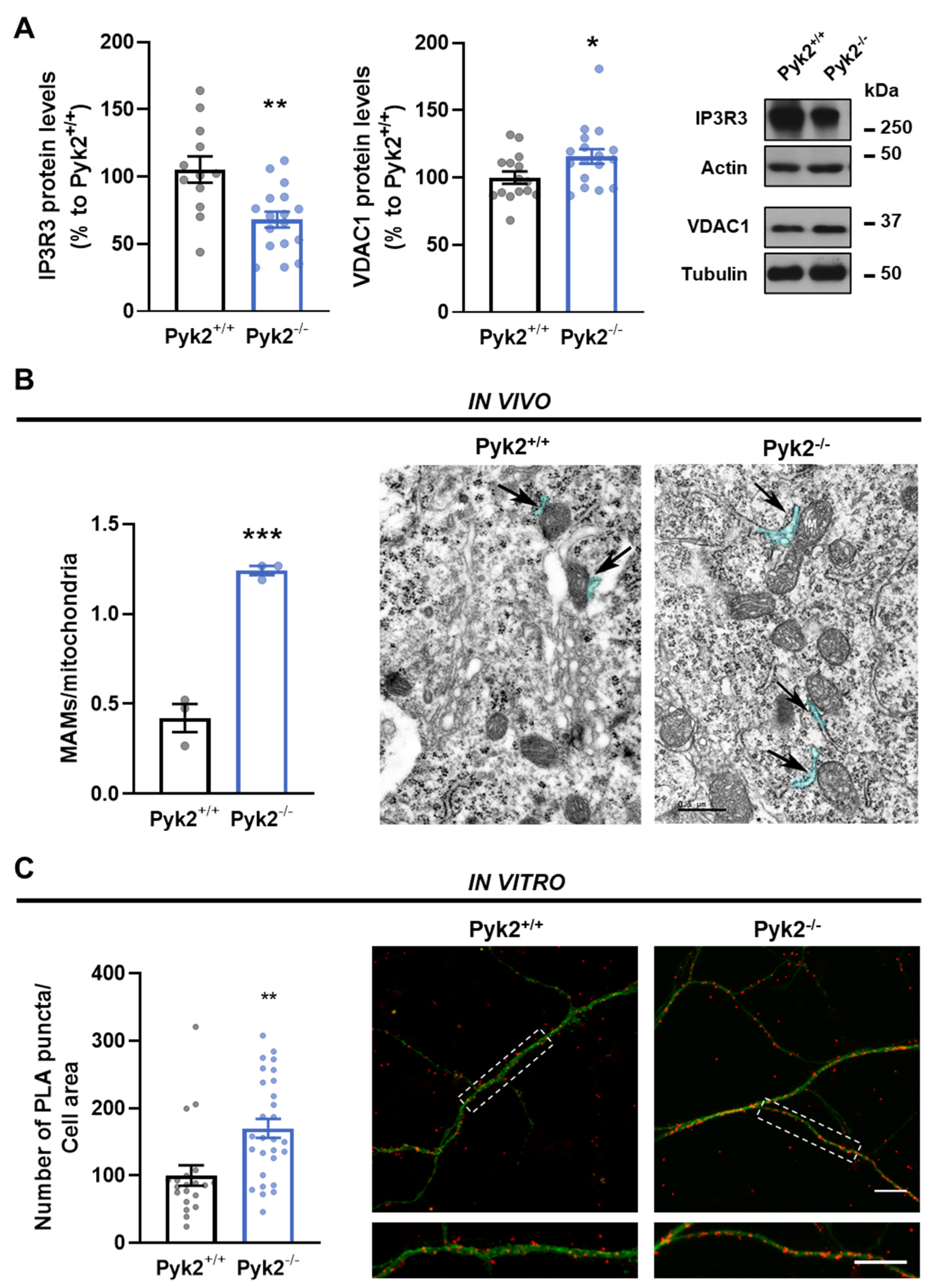 Cells 11 00842 g003