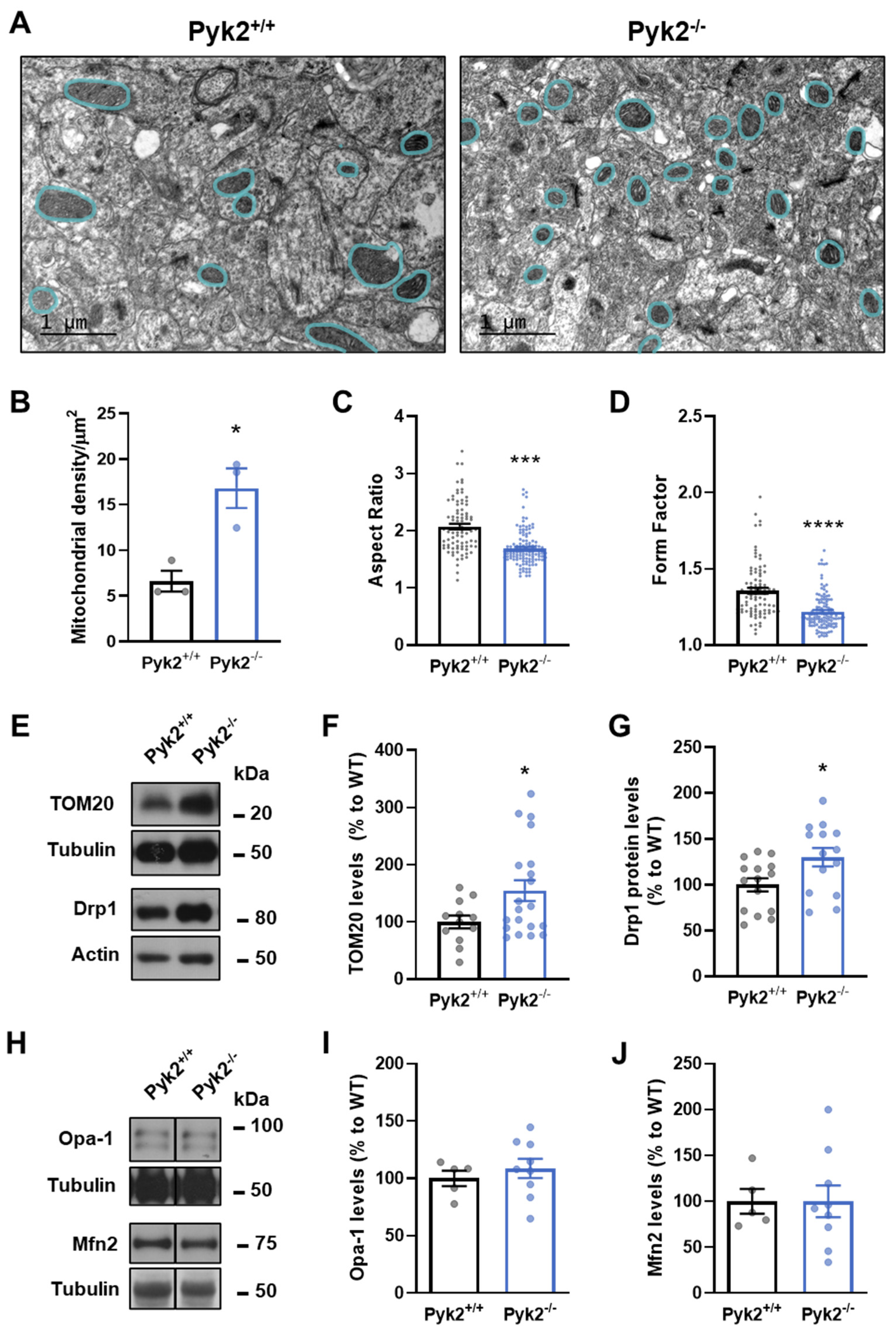 Cells 11 00842 g005