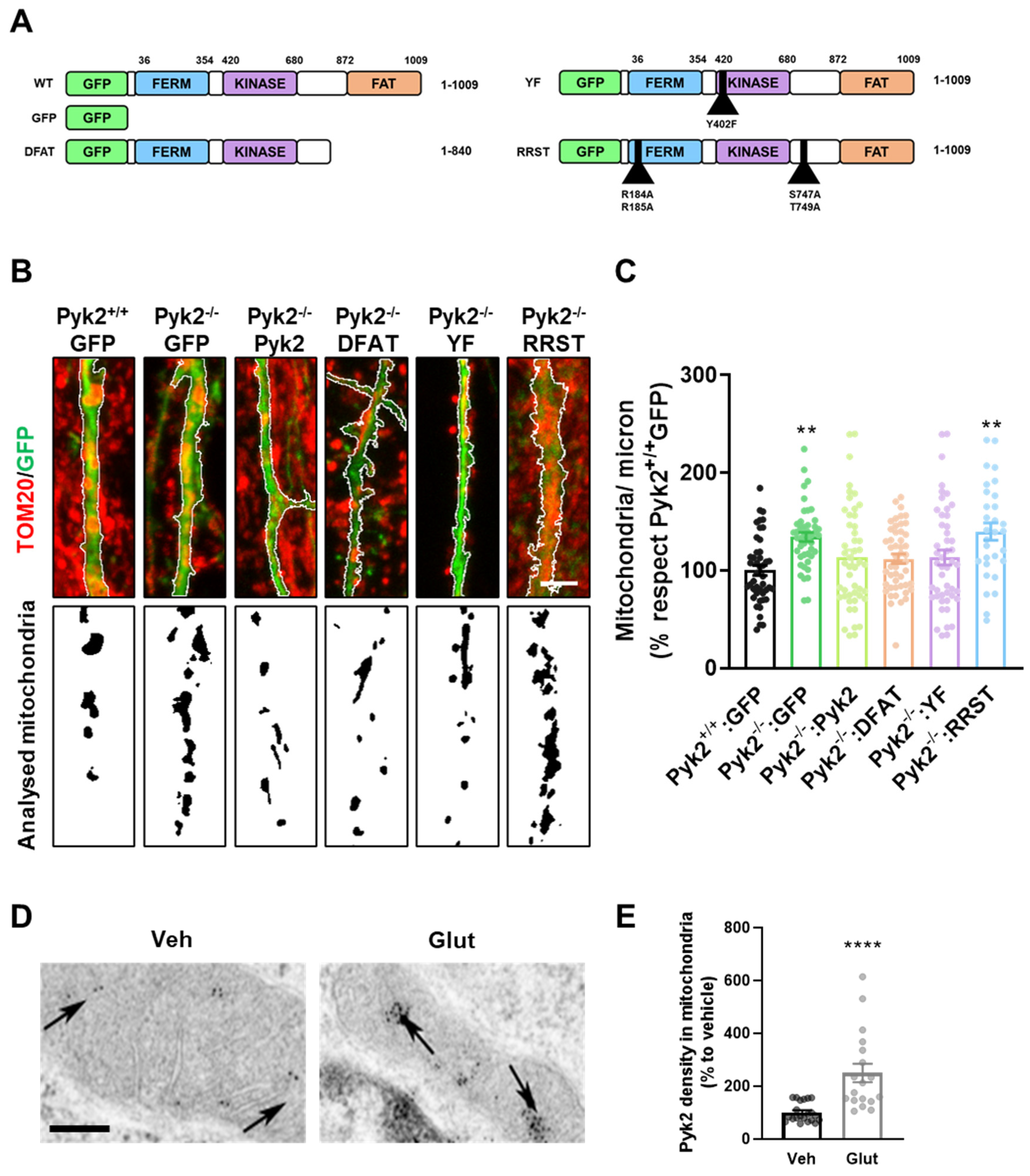 Cells 11 00842 g007