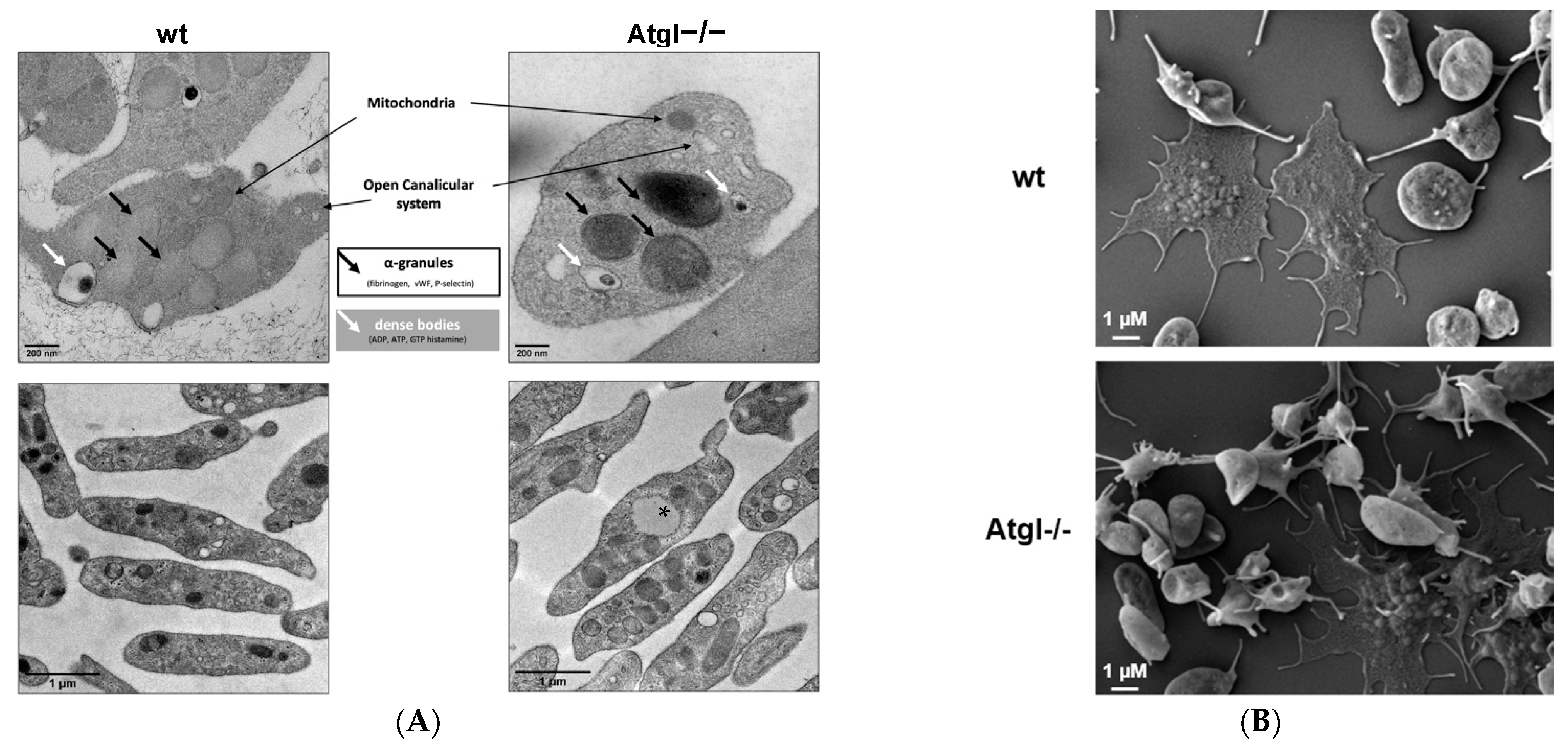 Cells 11 00850 g002a