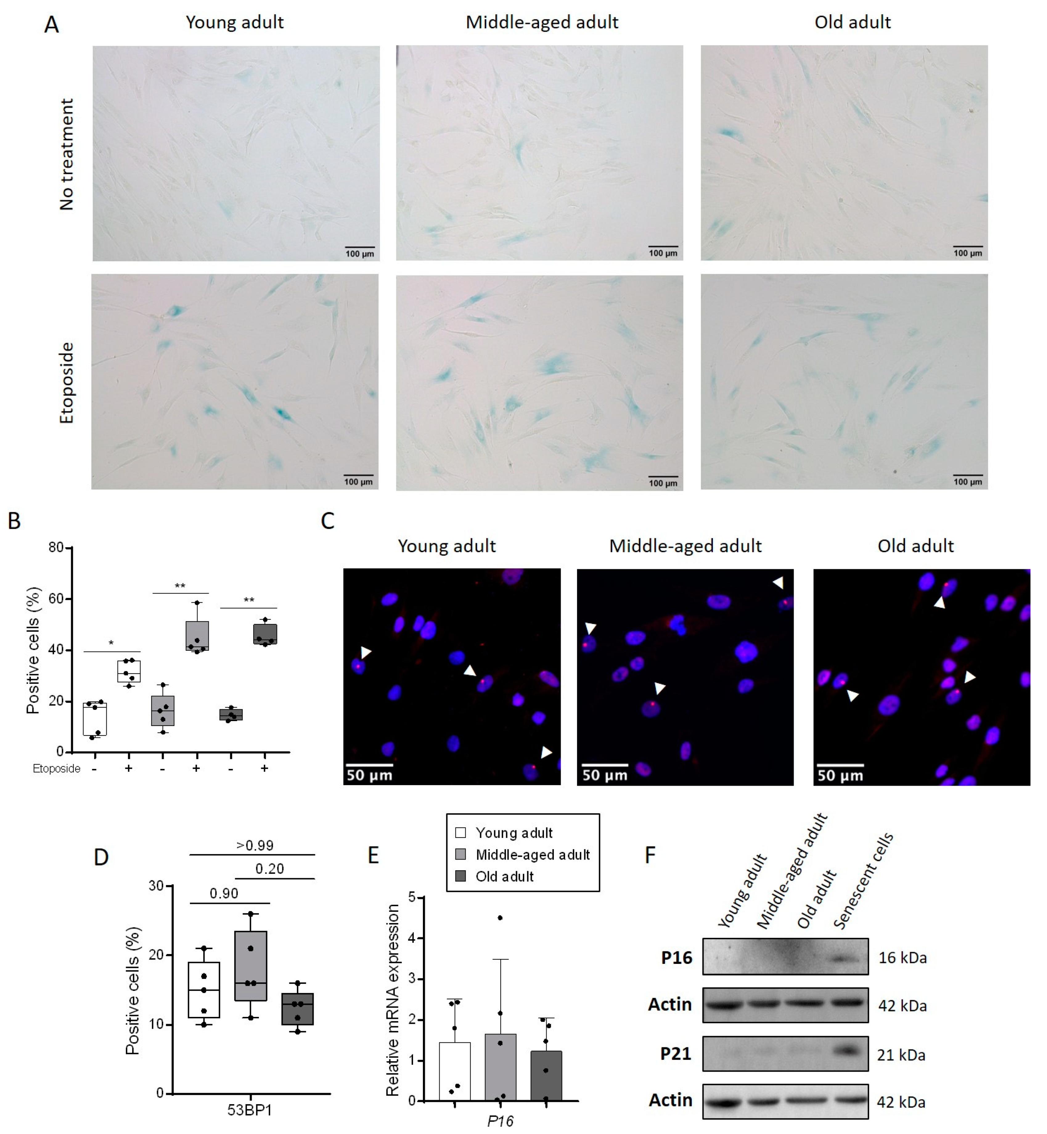 Cells 11 00858 g001