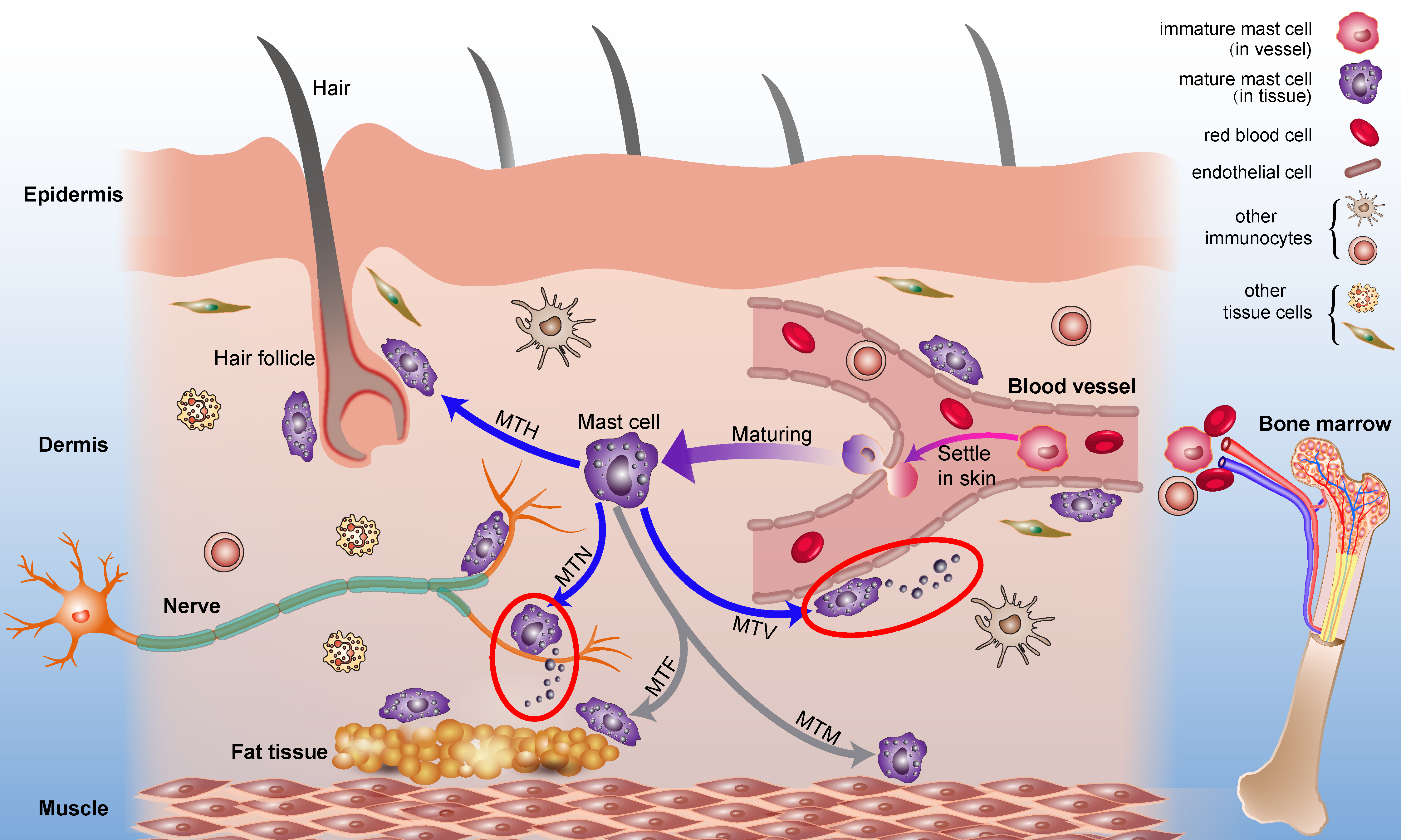 Cells 11 00860 g001 Cells 11 00860 g001