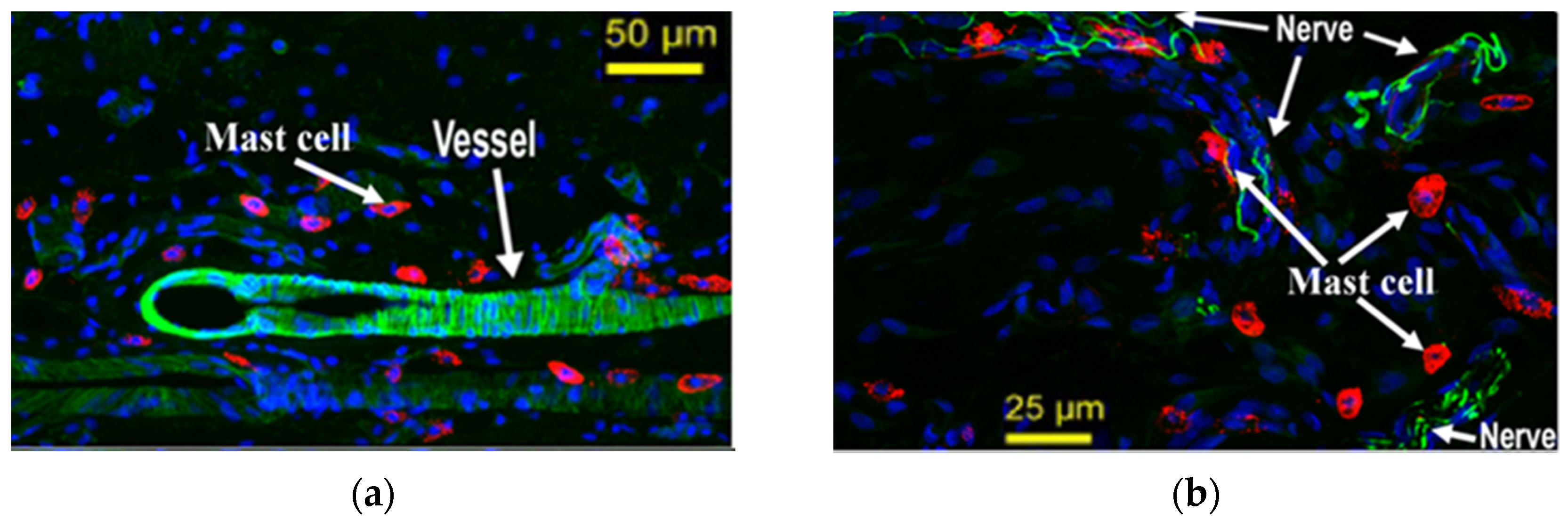 Cells 11 00860 g003 Cells 11 00860 g003