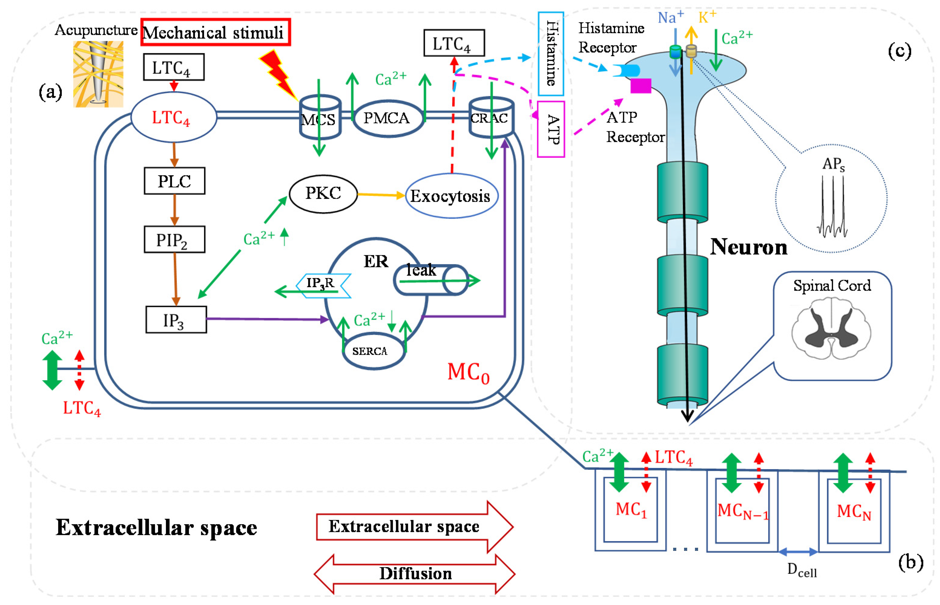 Cells 11 00860 g004 Cells 11 00860 g004