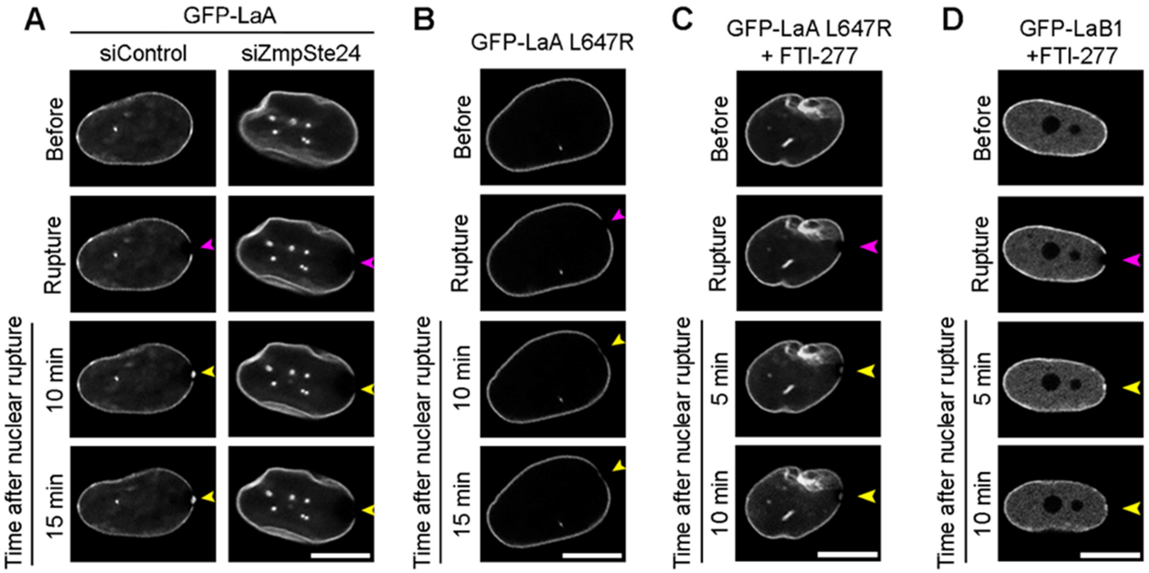Cells 11 00865 g002 Cells 11 00865 g002
