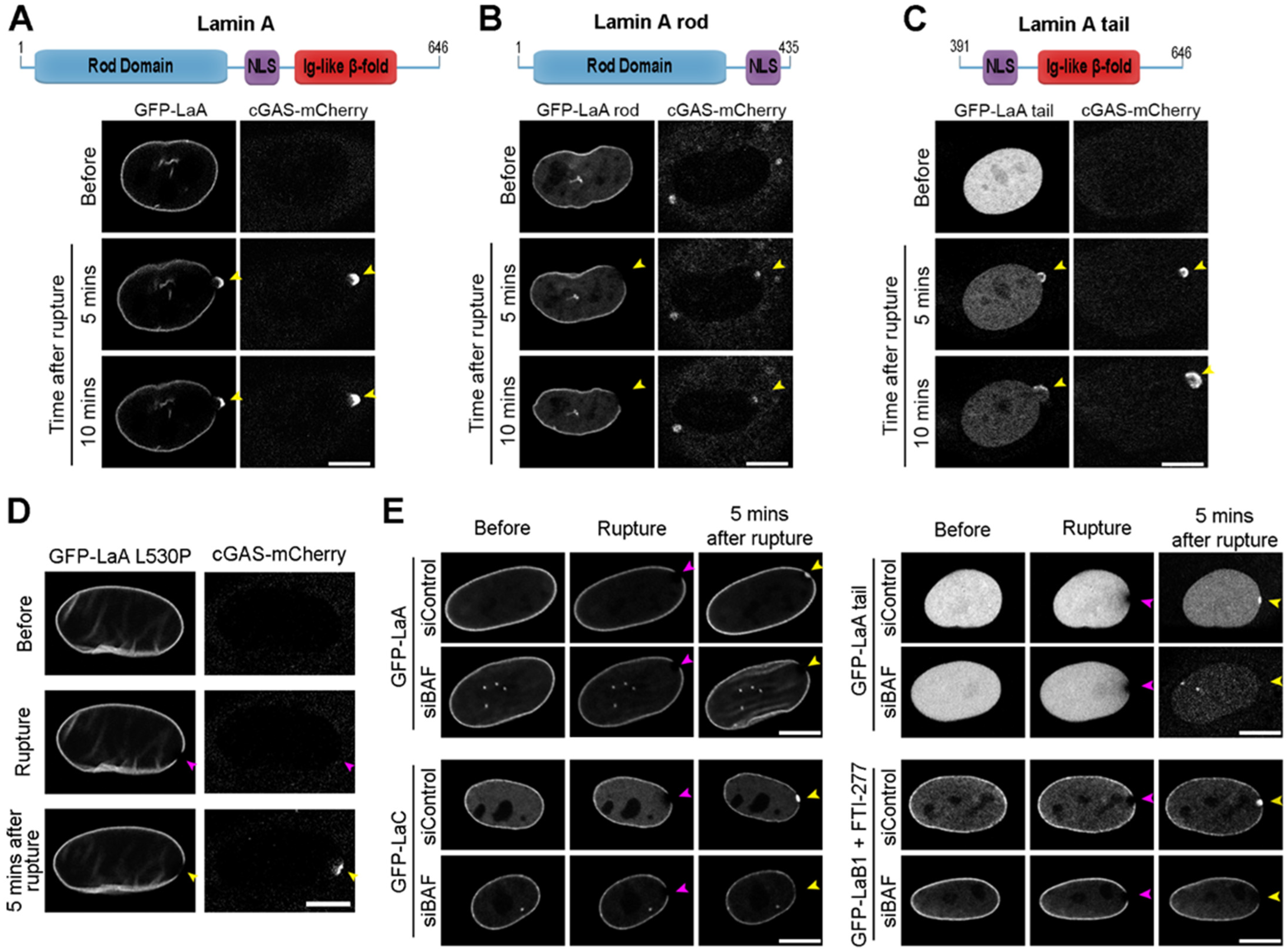 Cells 11 00865 g003 Cells 11 00865 g003