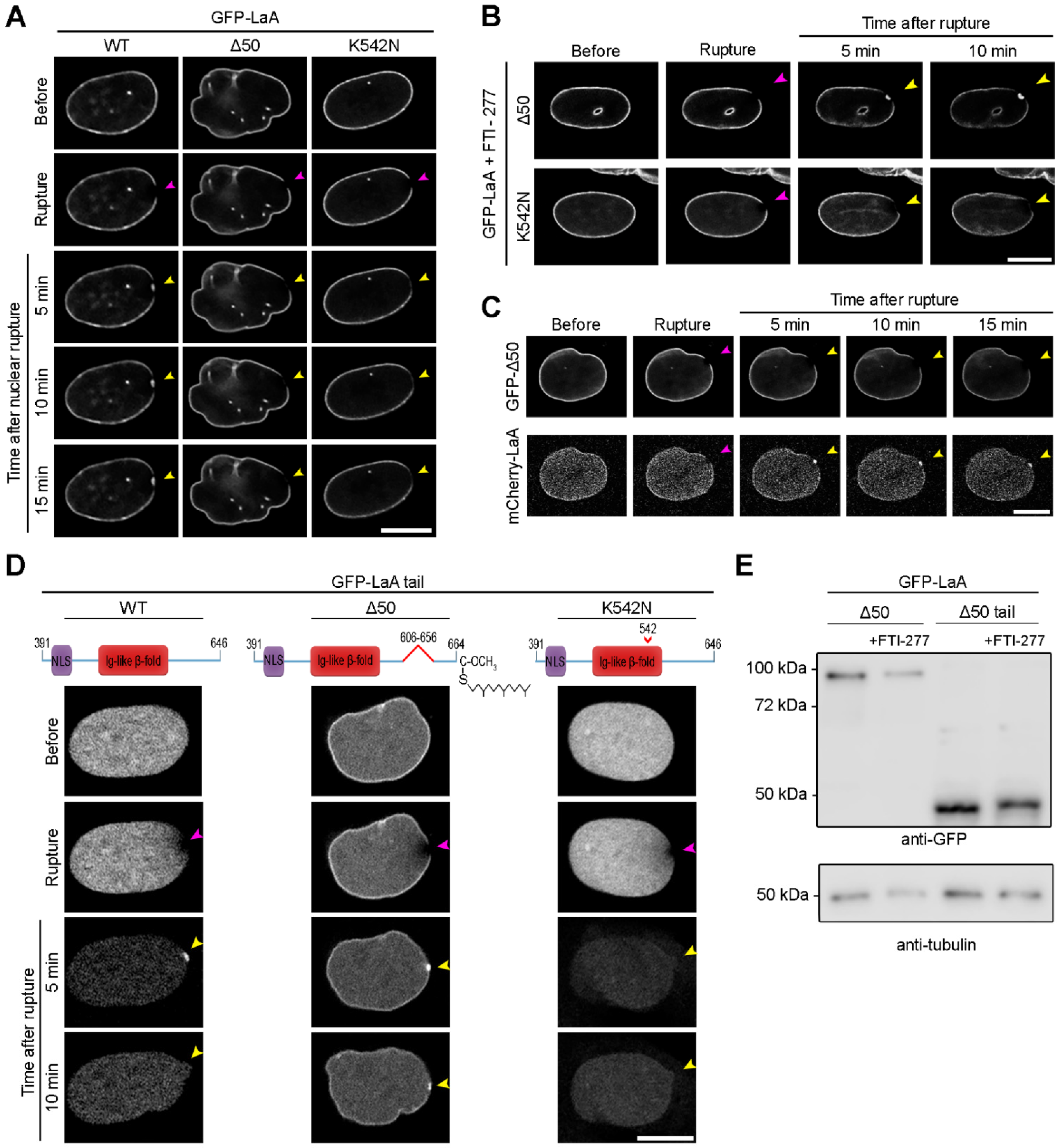 Cells 11 00865 g004 Cells 11 00865 g004