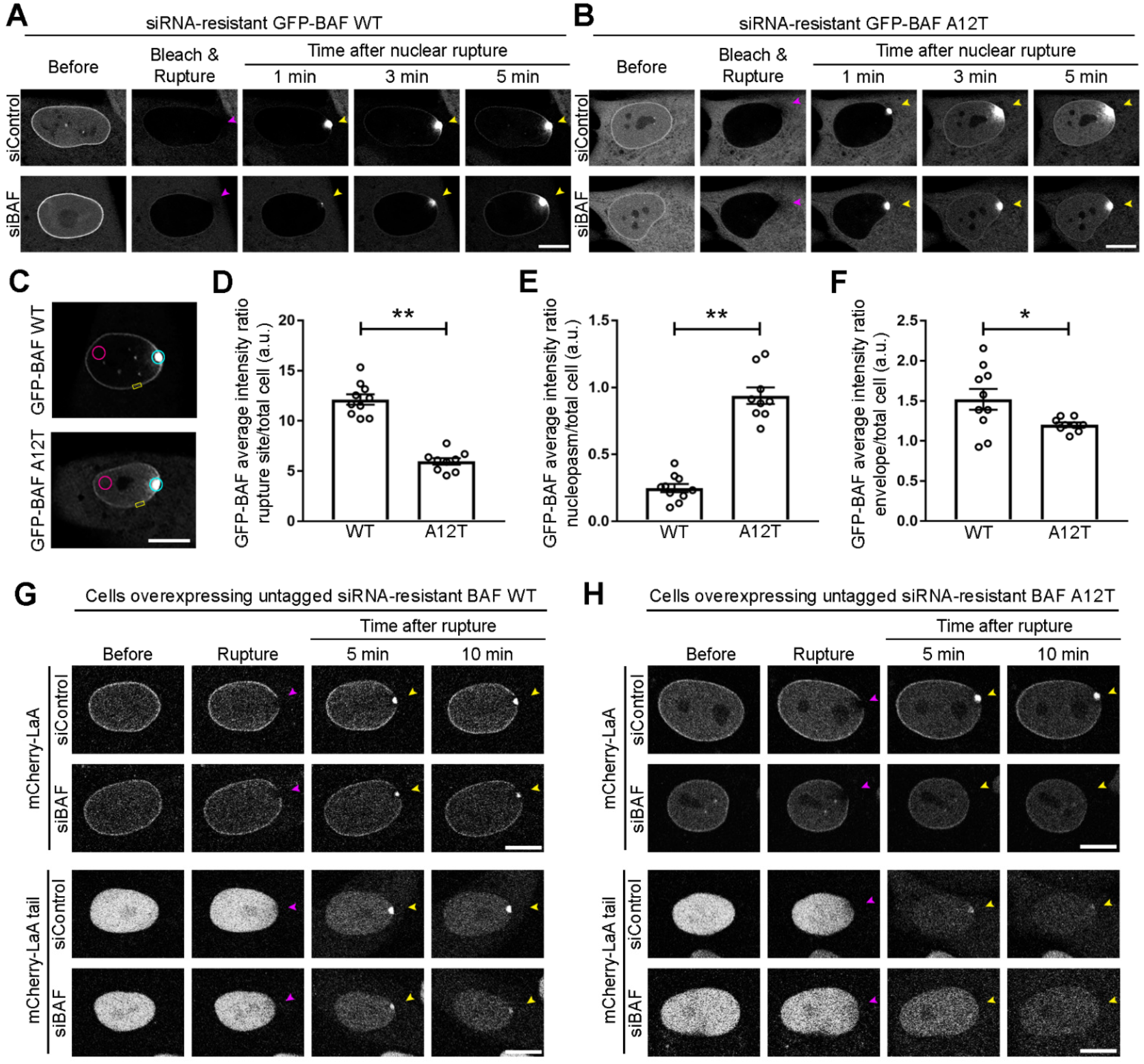 Cells 11 00865 g005 Cells 11 00865 g005