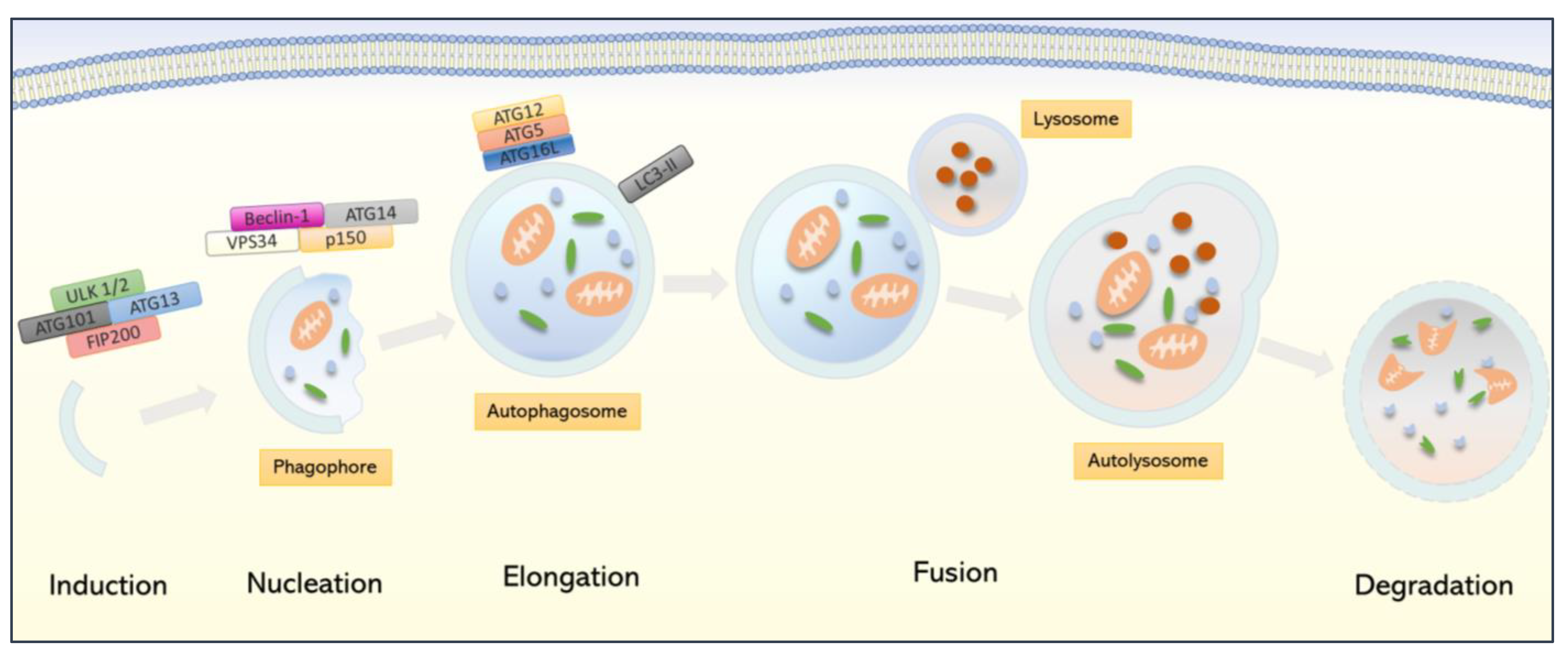 Cells 11 00871 g002 Cells 11 00871 g002