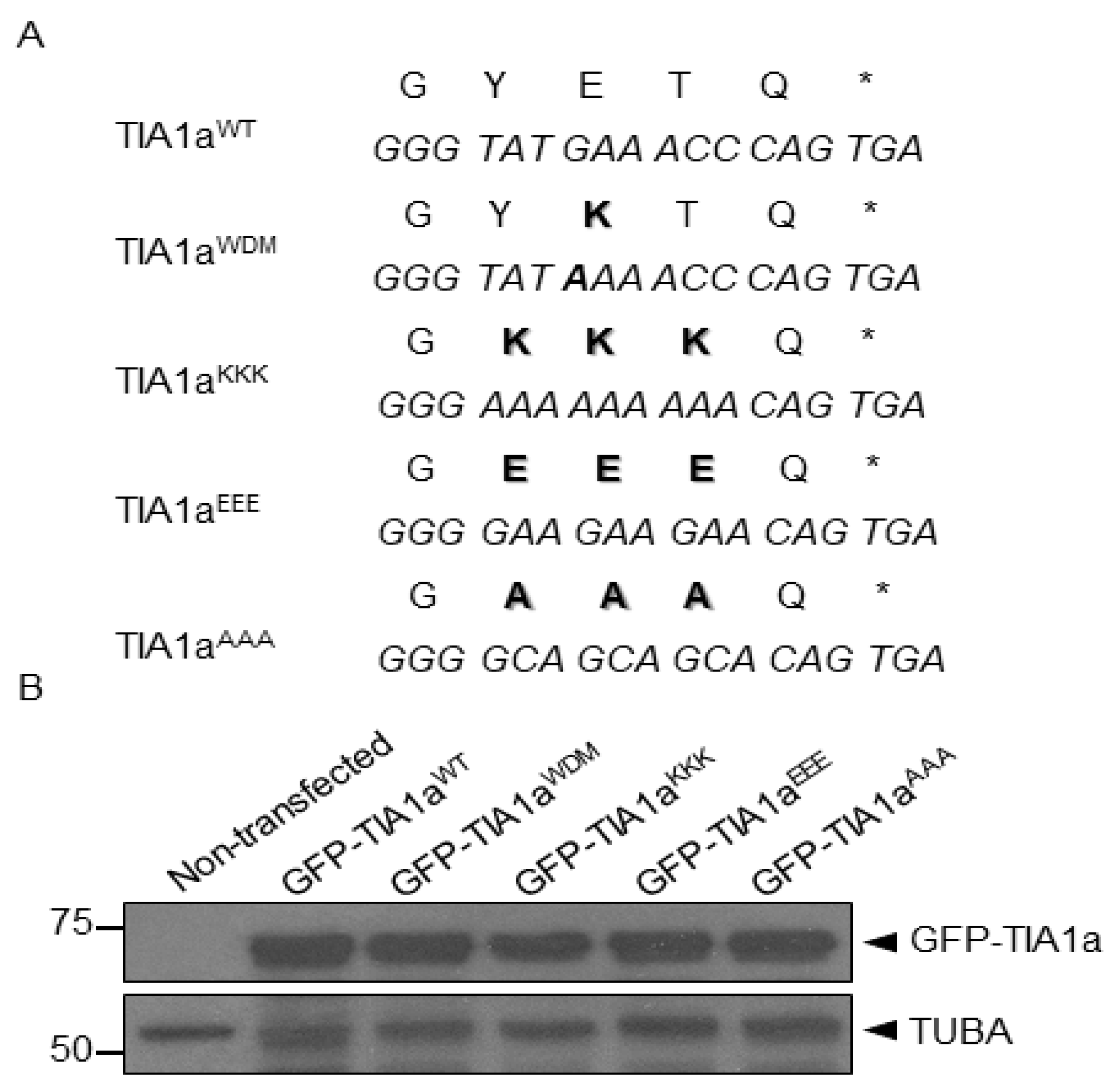 Cells 11 00884 g001 Cells 11 00884 g001