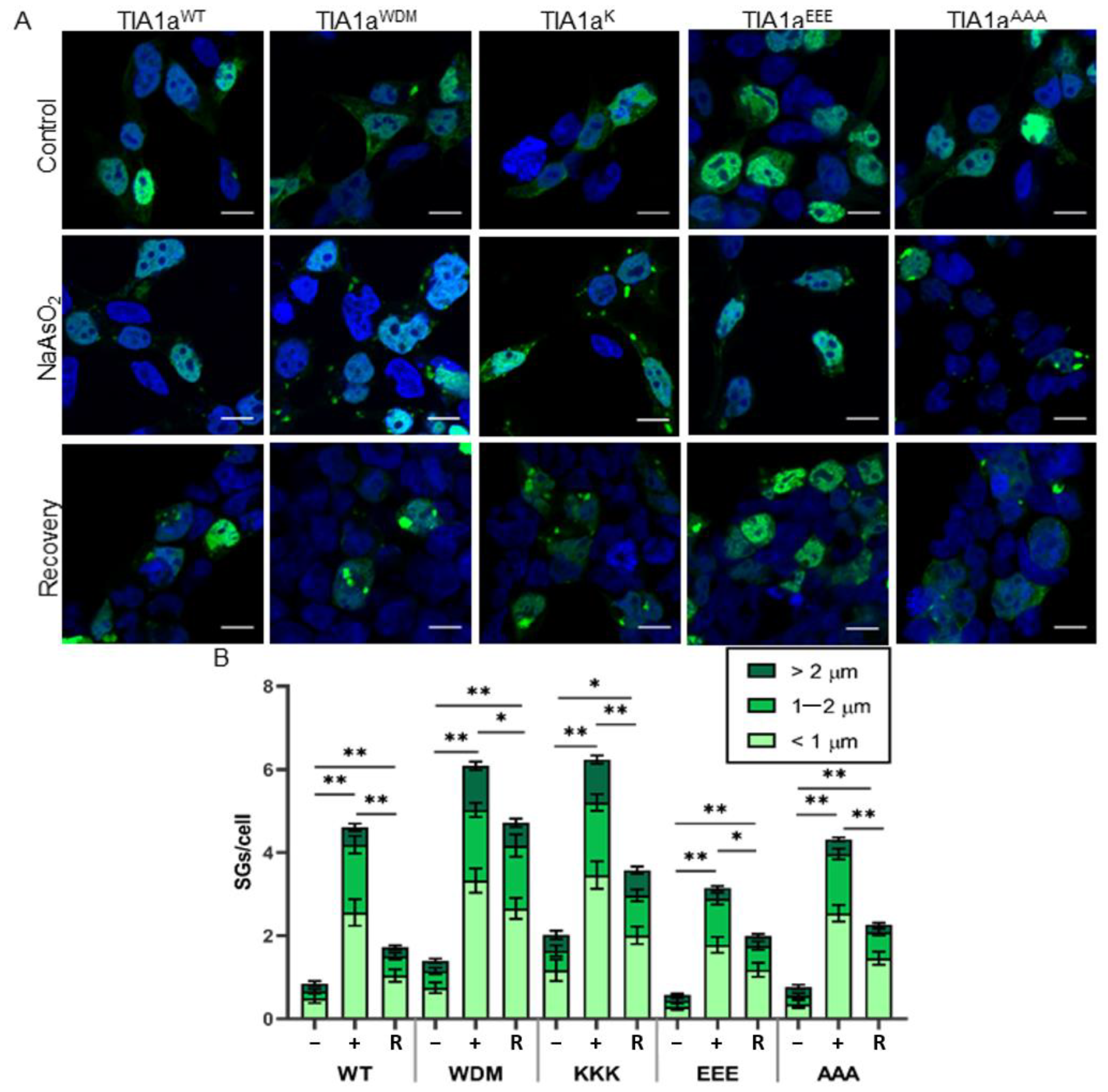 Cells 11 00884 g002 Cells 11 00884 g002