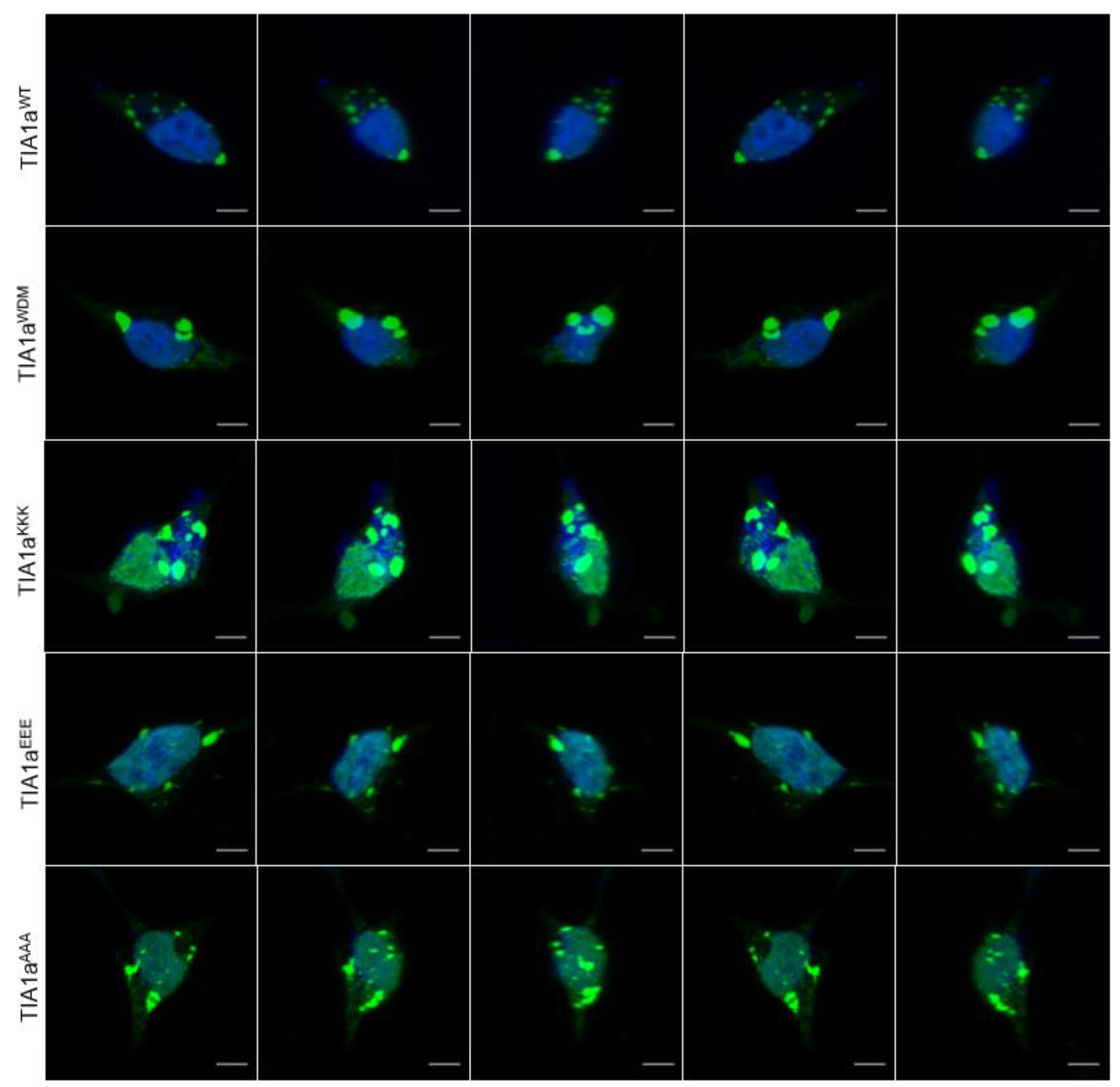 Cells 11 00884 g003 Cells 11 00884 g003