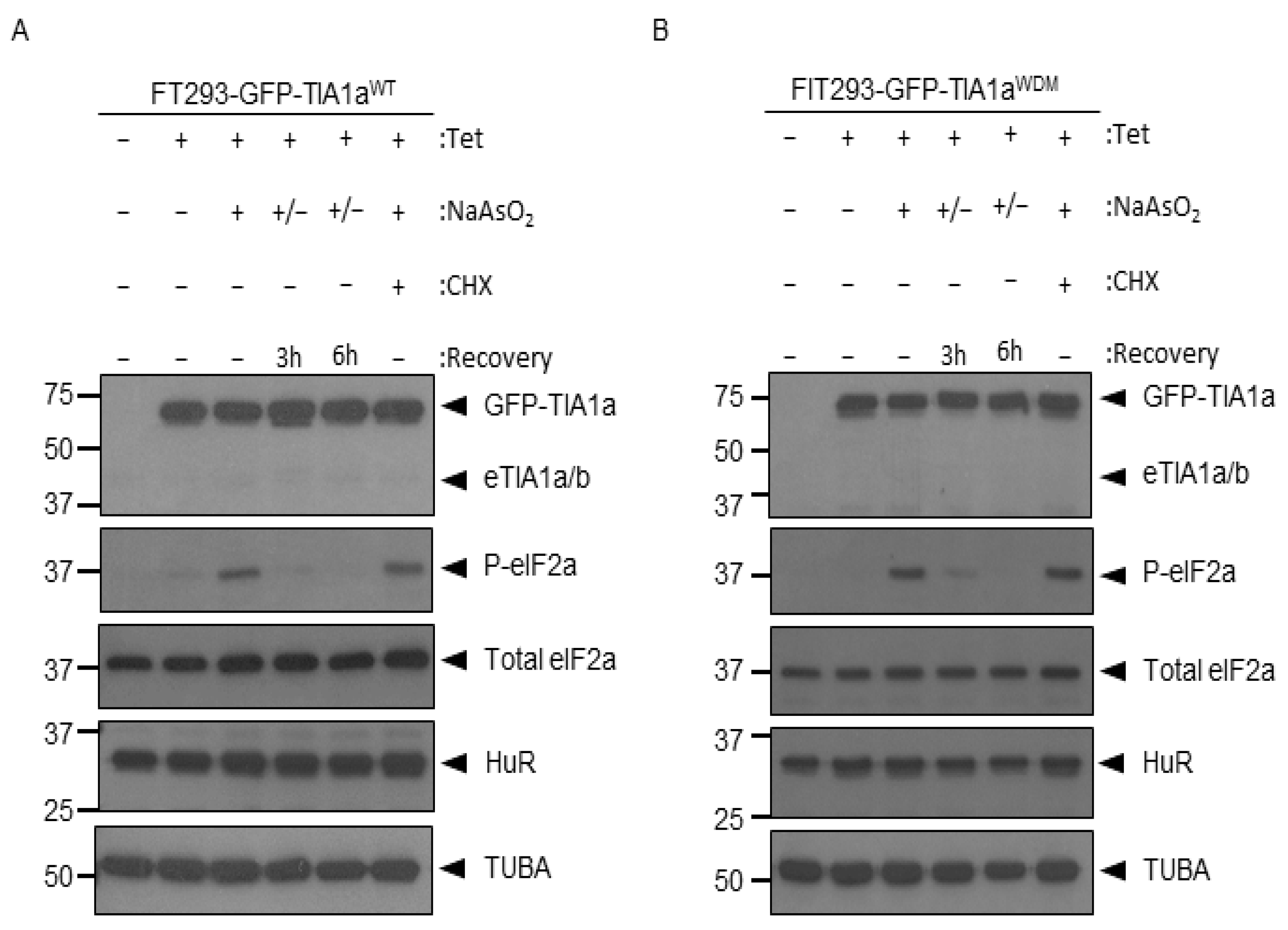 Cells 11 00884 g004 Cells 11 00884 g004
