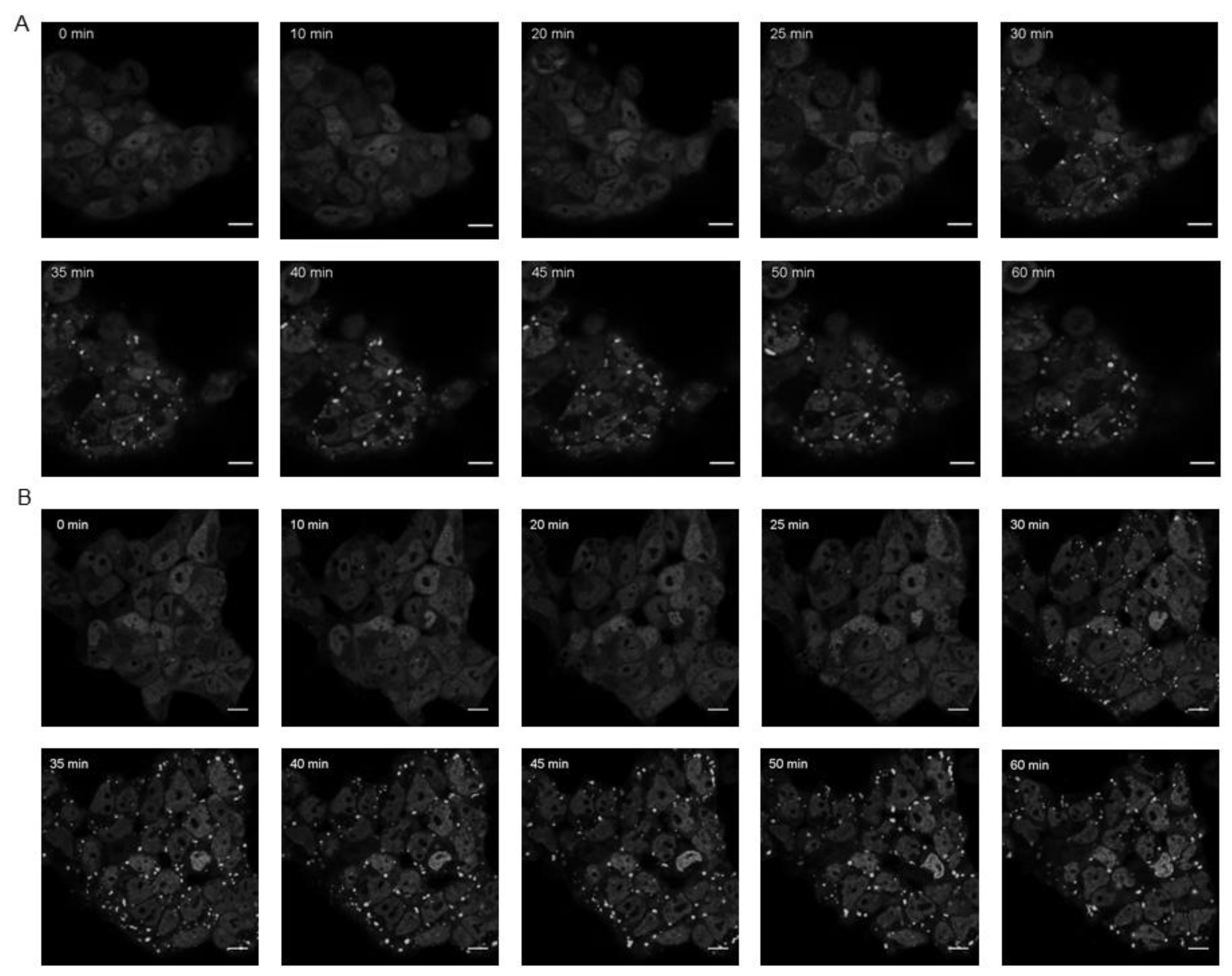 Cells 11 00884 g005 Cells 11 00884 g005
