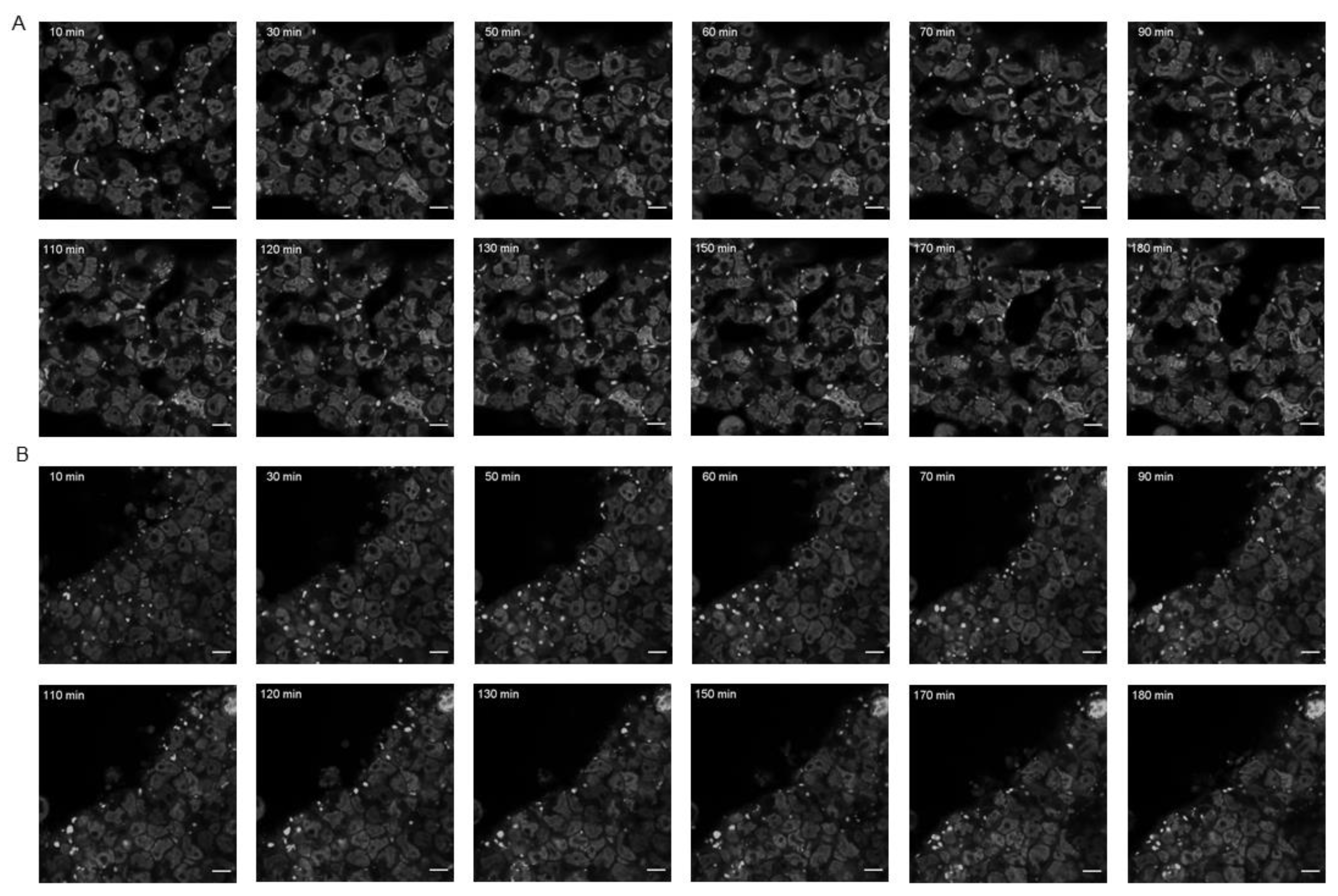 Cells 11 00884 g006 Cells 11 00884 g006