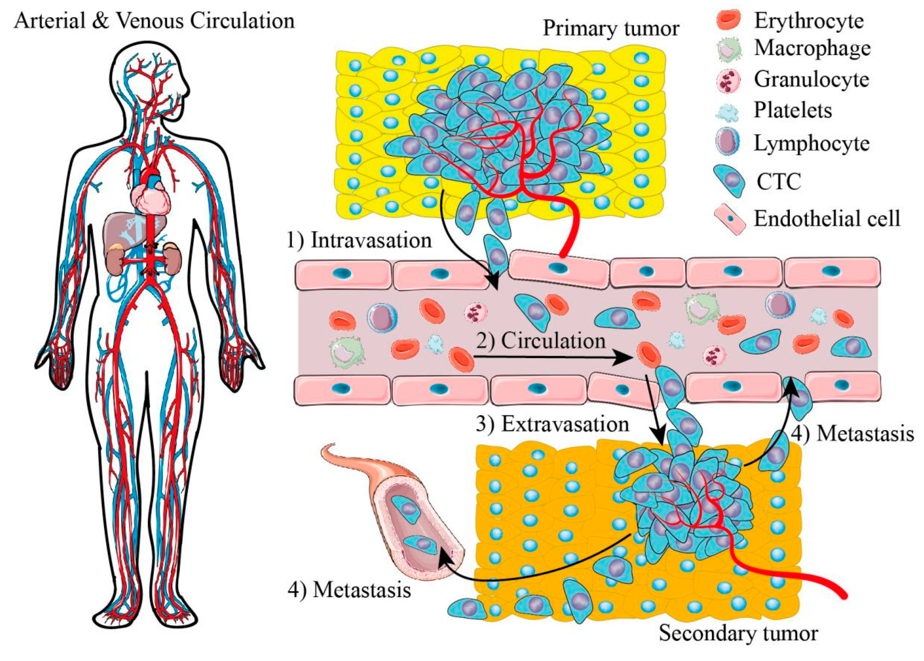Cells 11 00905 g001 Cells 11 00905 g001