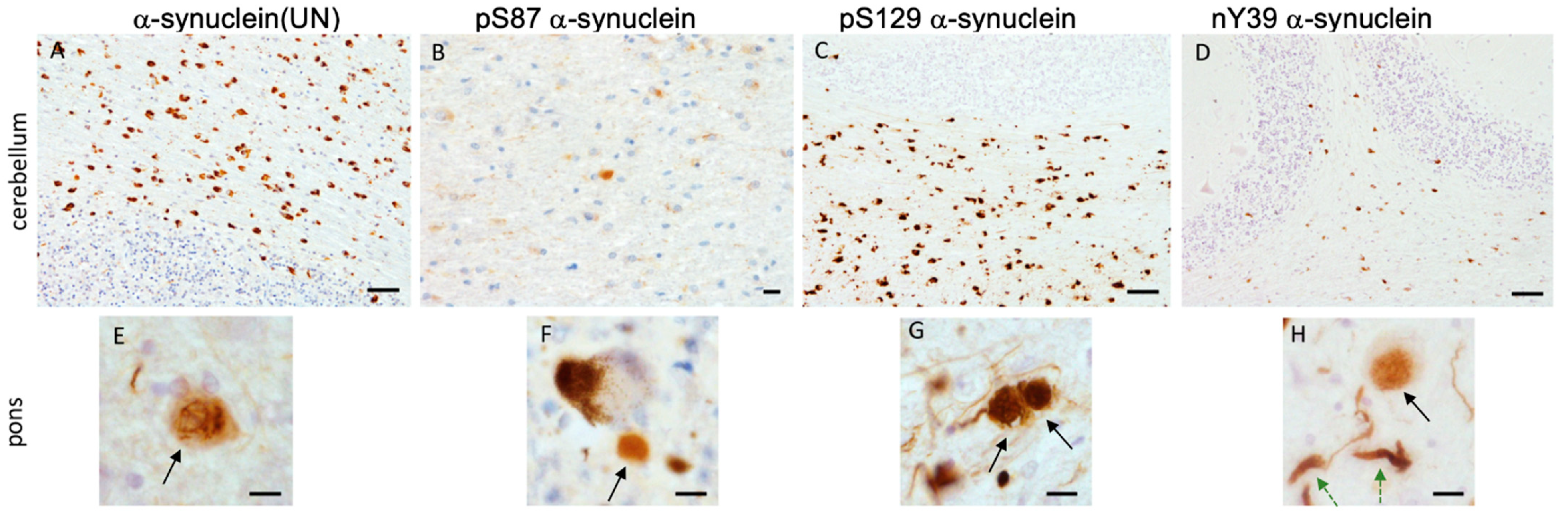 Cells 11 00906 g004 Cells 11 00906 g004