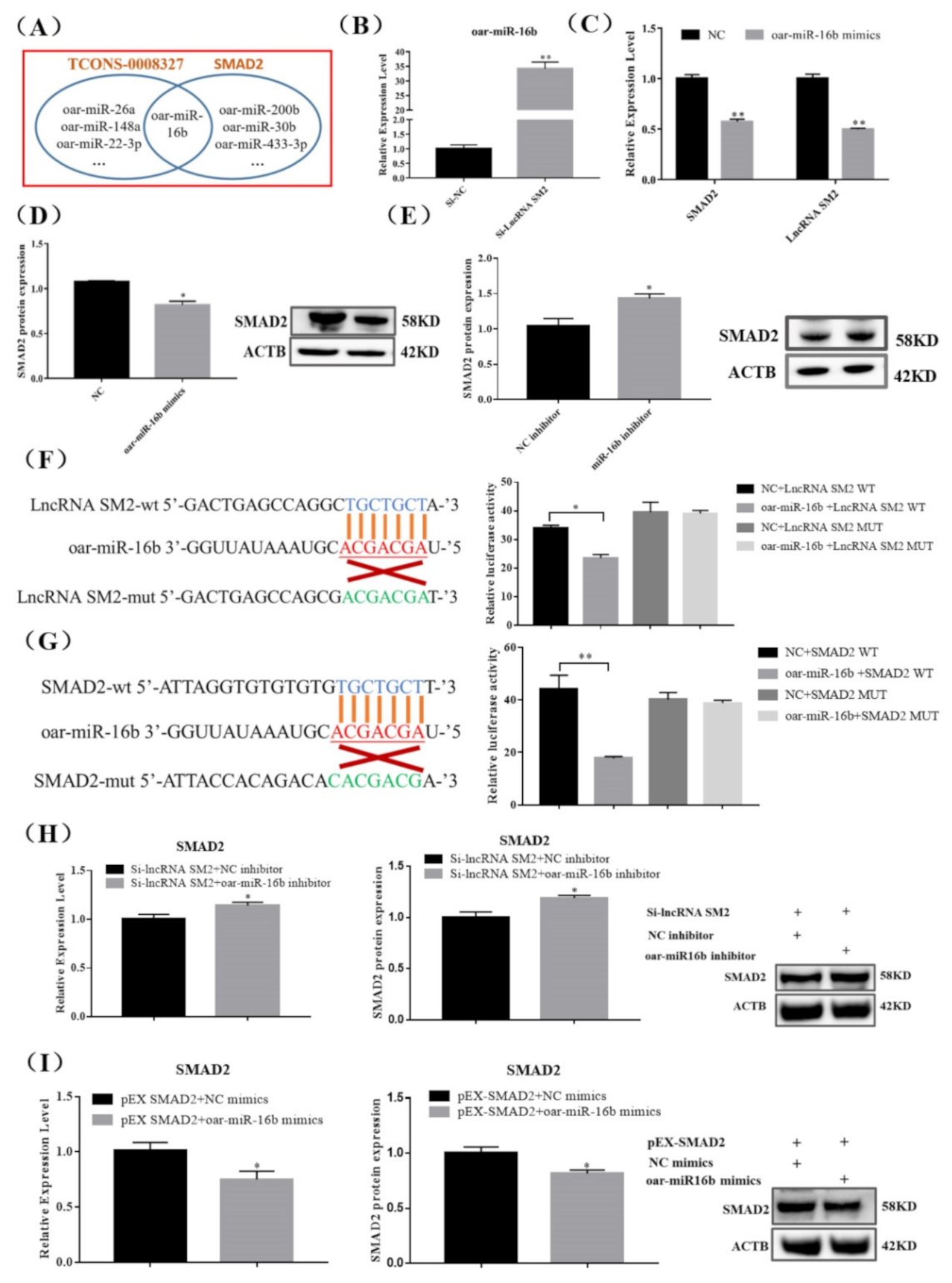 Cells 11 00985 g004 Cells 11 00985 g004