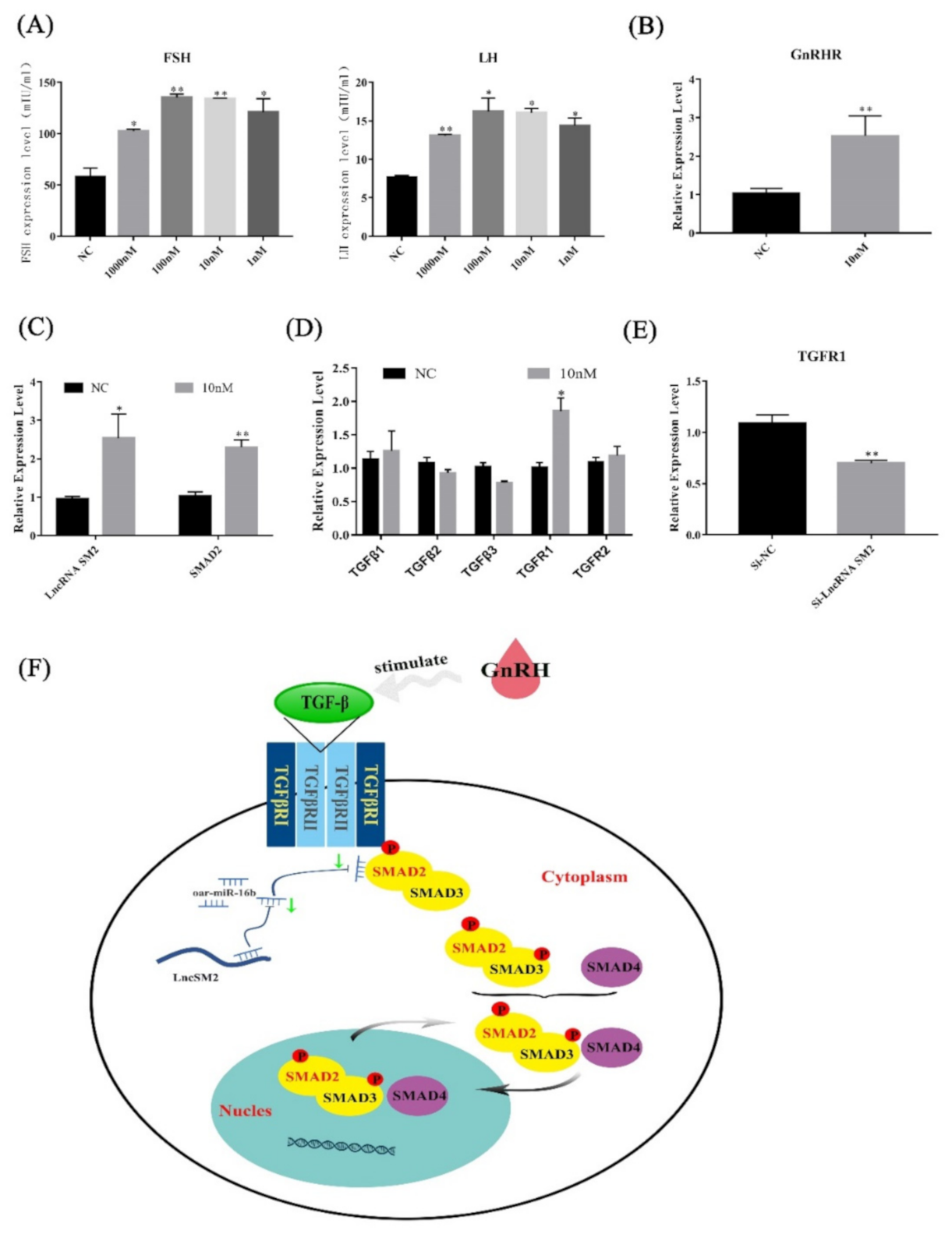 Cells 11 00985 g008 Cells 11 00985 g008