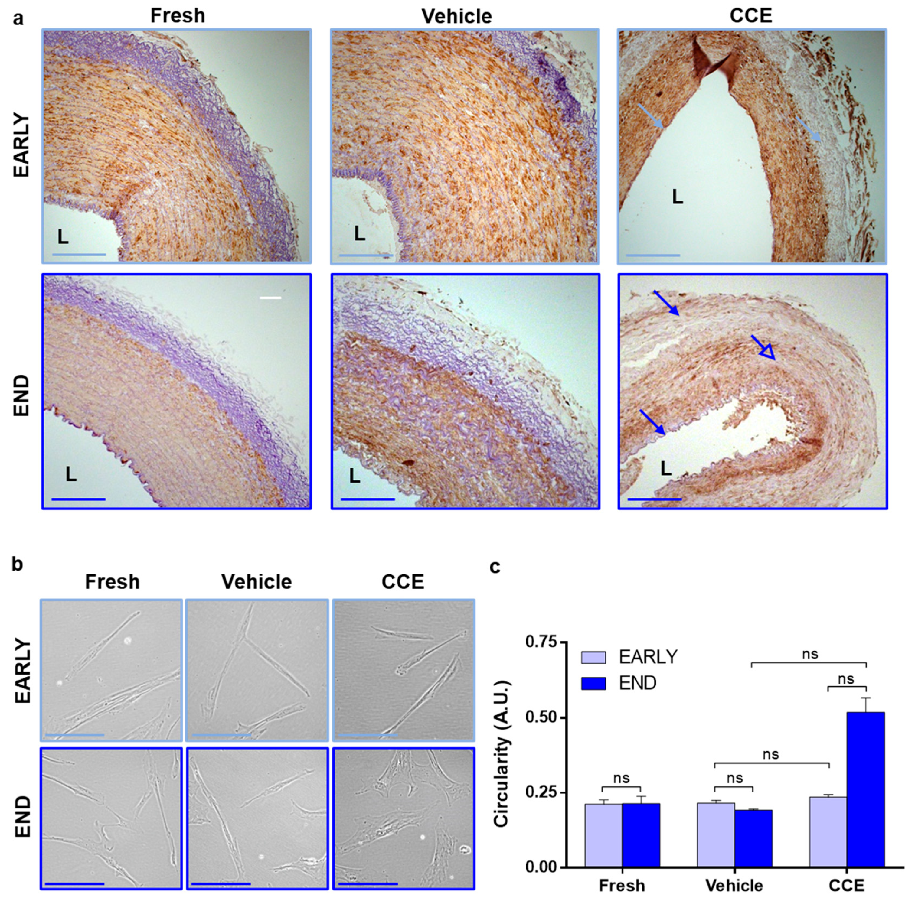 Cells 11 01043 g002 Cells 11 01043 g002