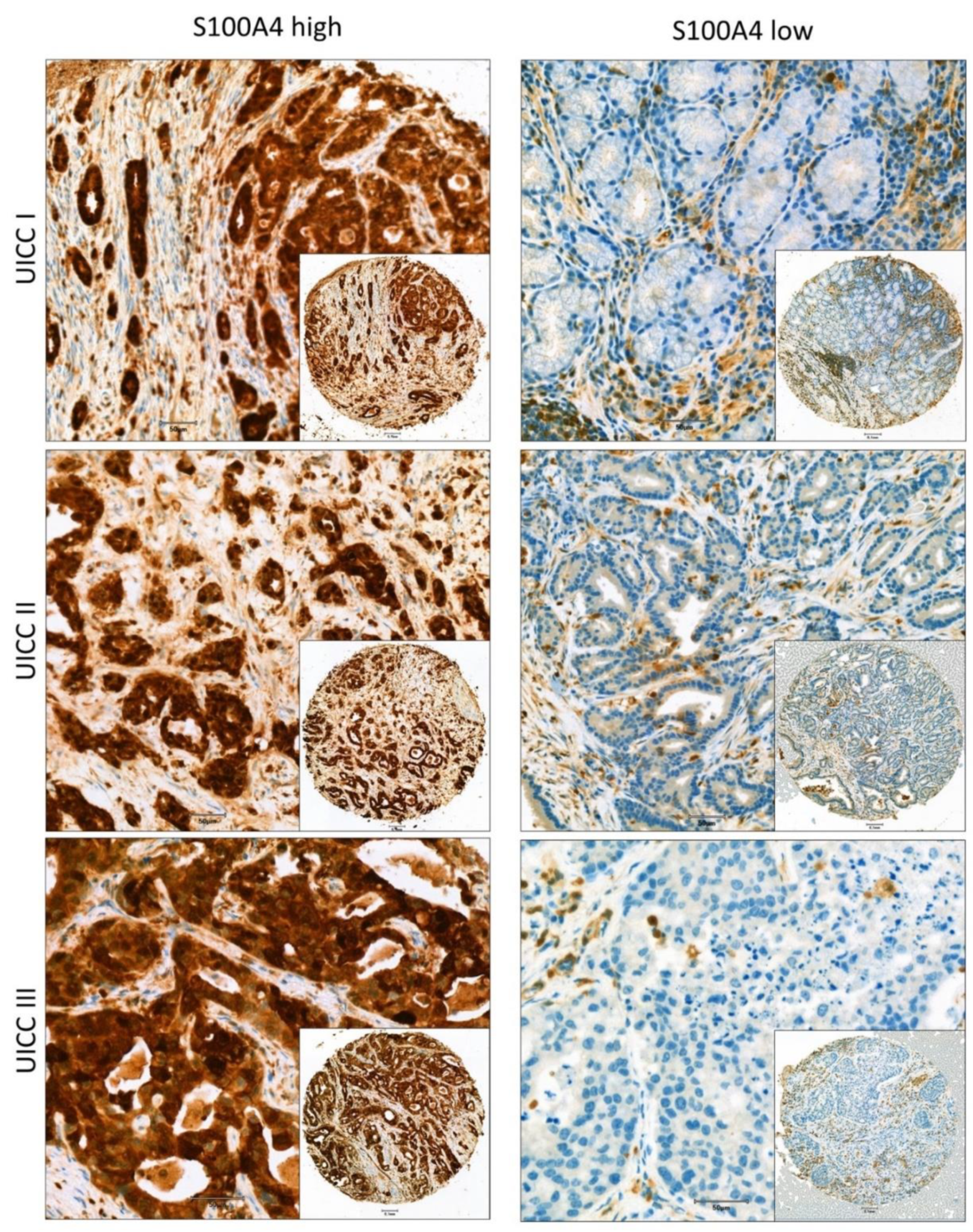 Cells 11 01056 g001 Cells 11 01056 g001