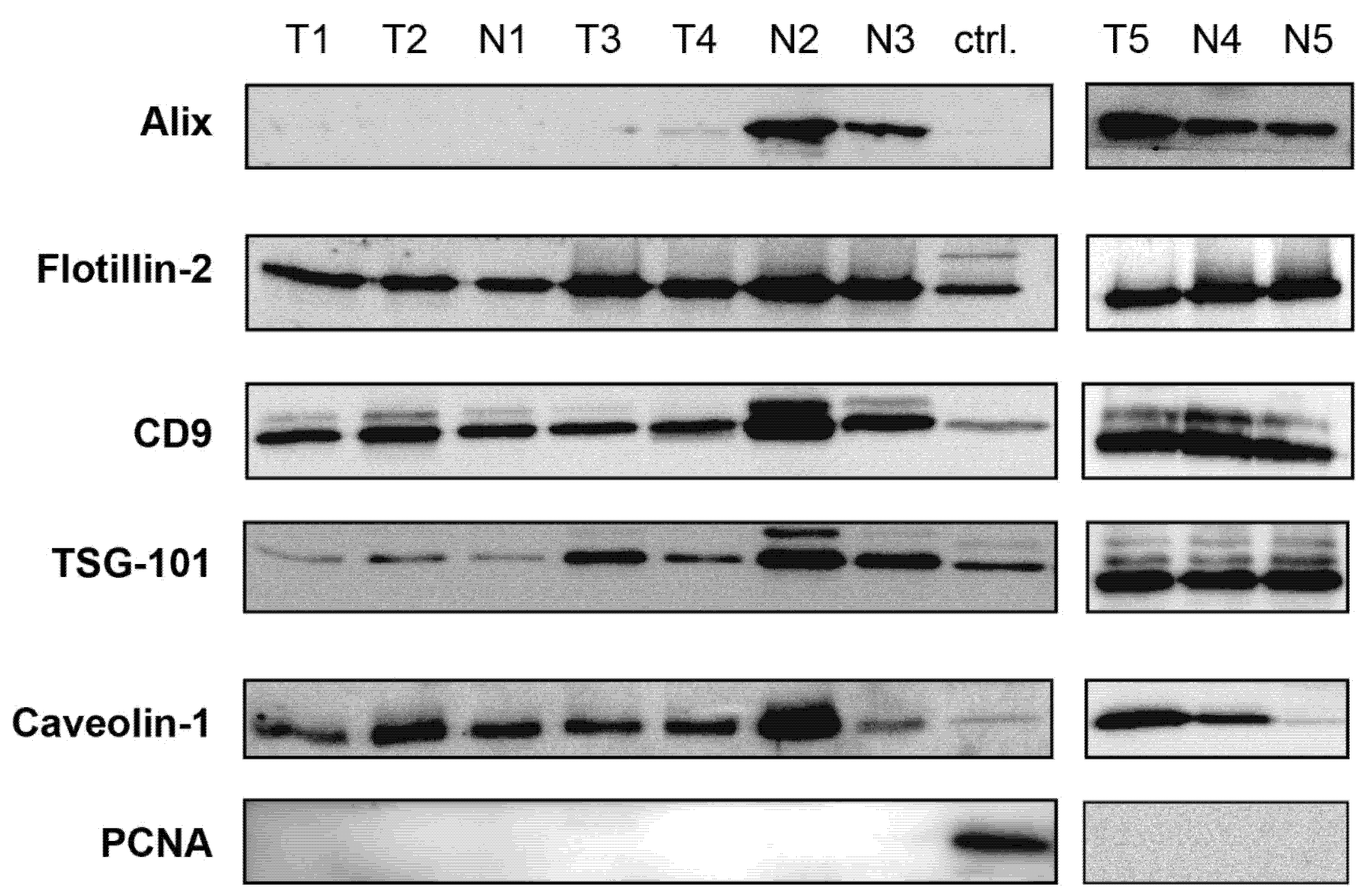 Cells 11 01064 g002