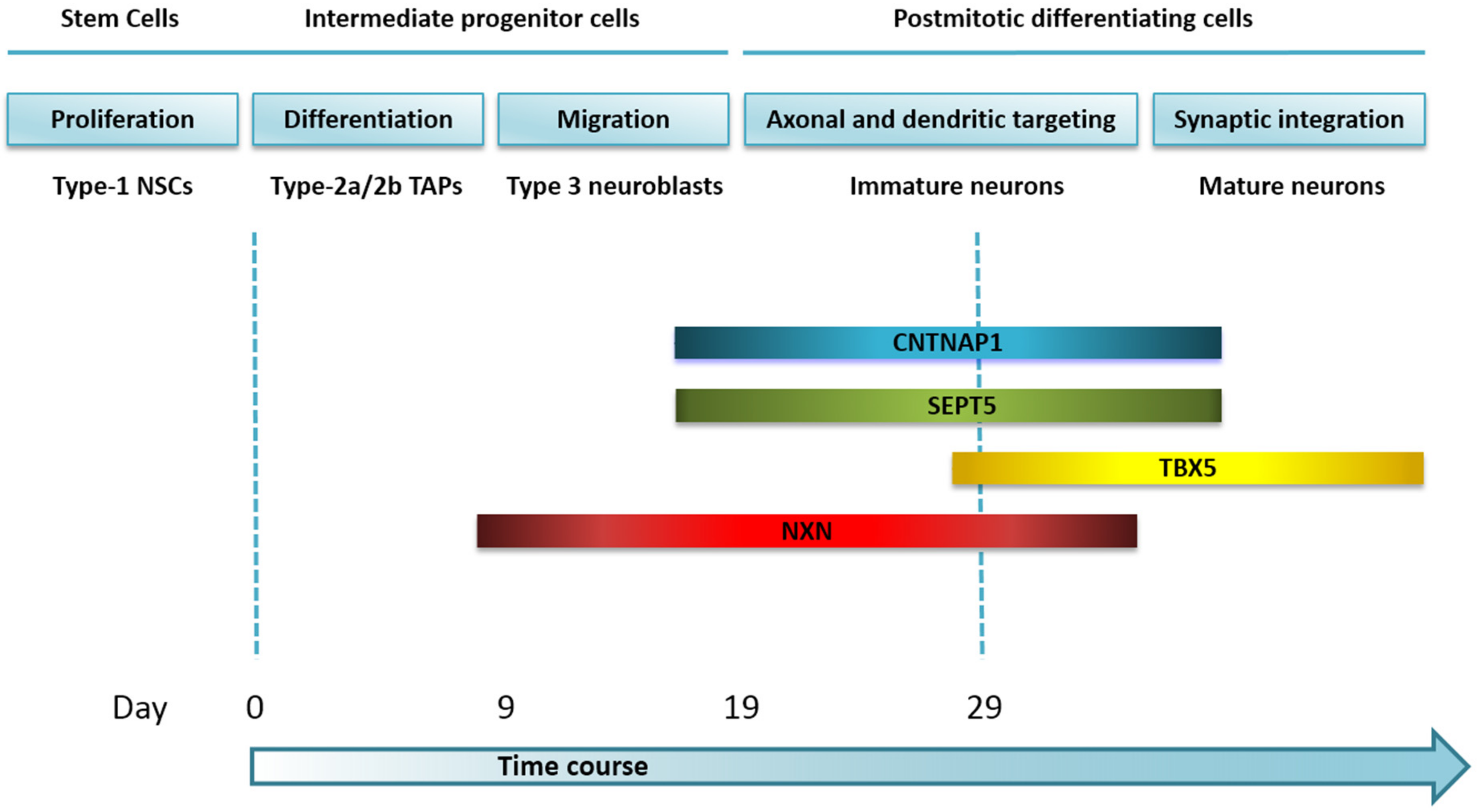 Cells 11 01069 g010