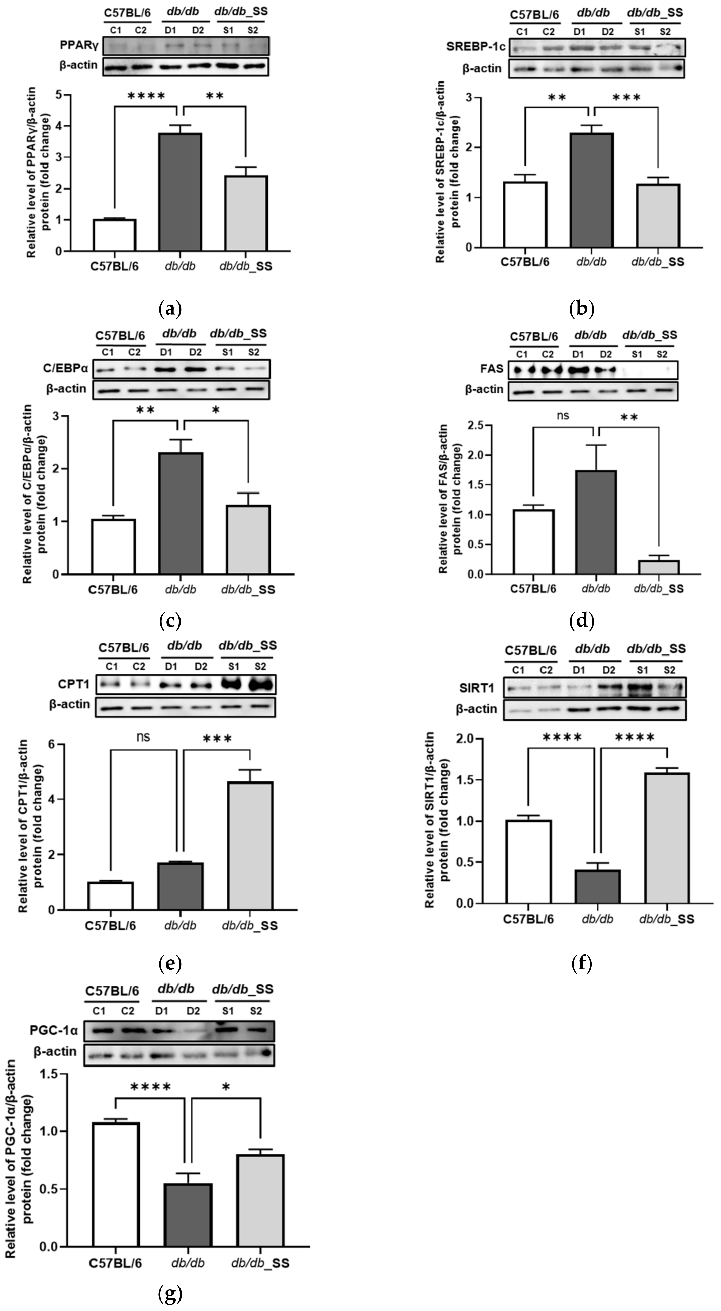 Cells 11 01076 g007 Cells 11 01076 g007
