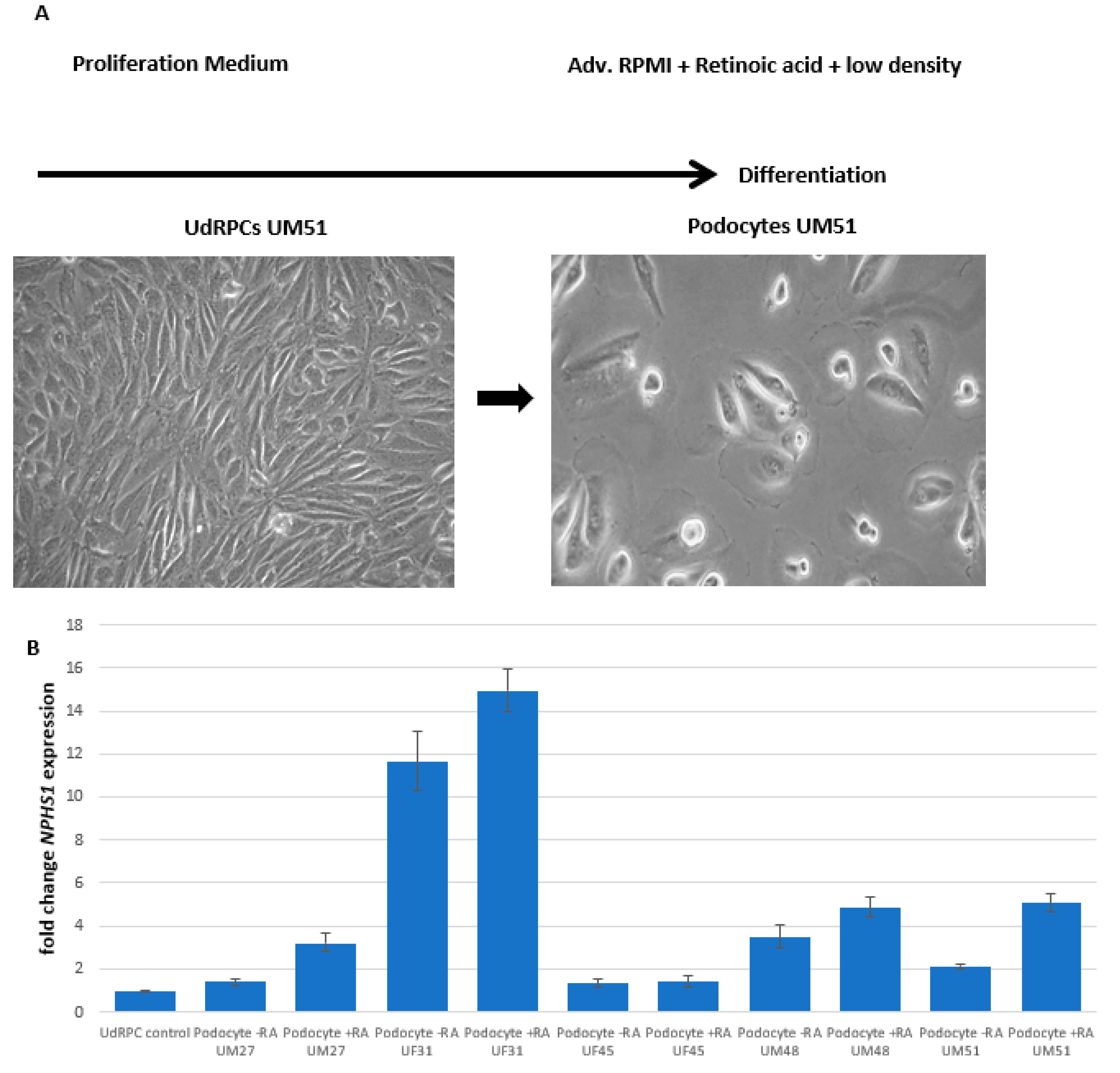 Cells 11 01095 g001a