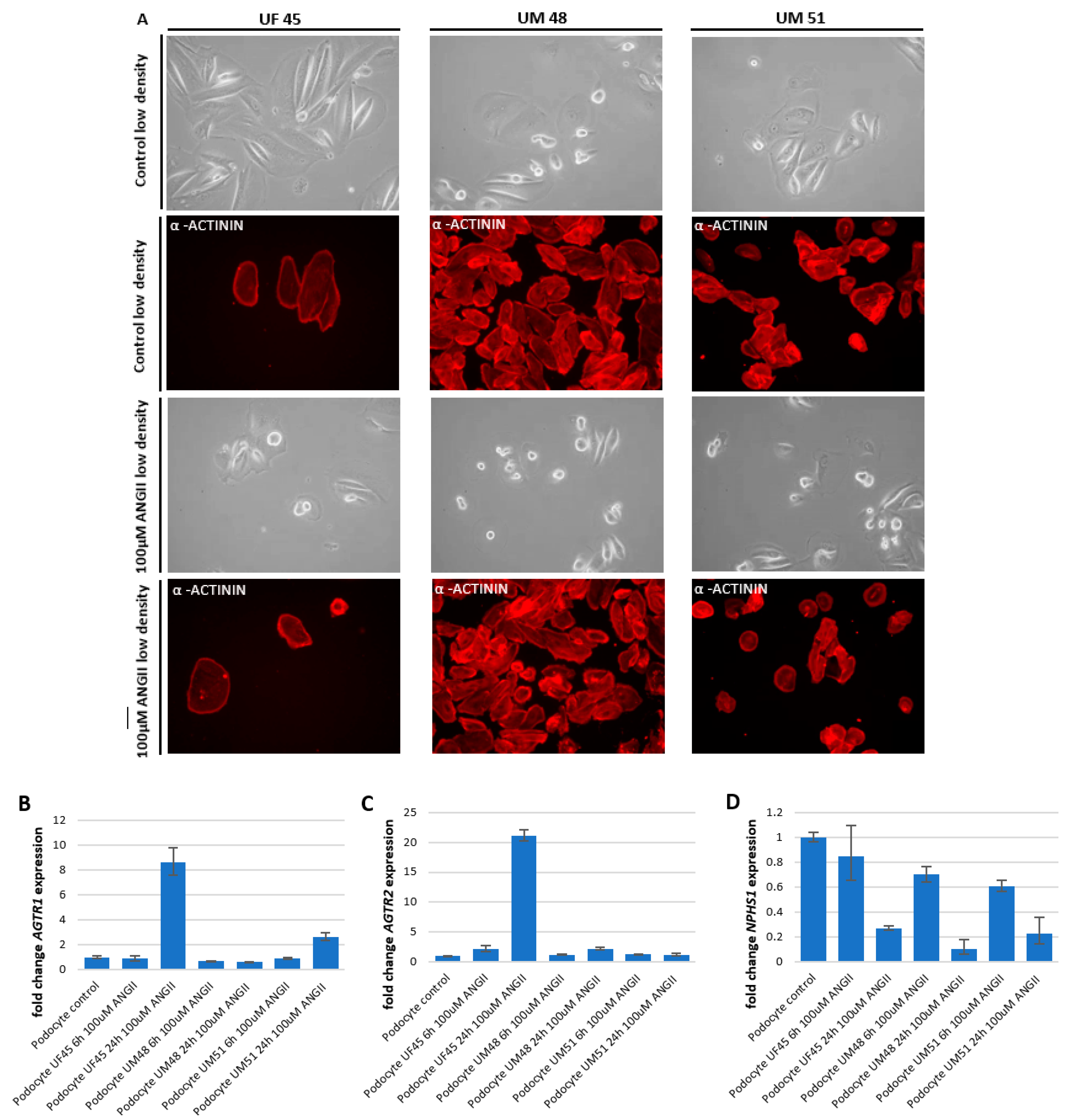 Cells 11 01095 g004a