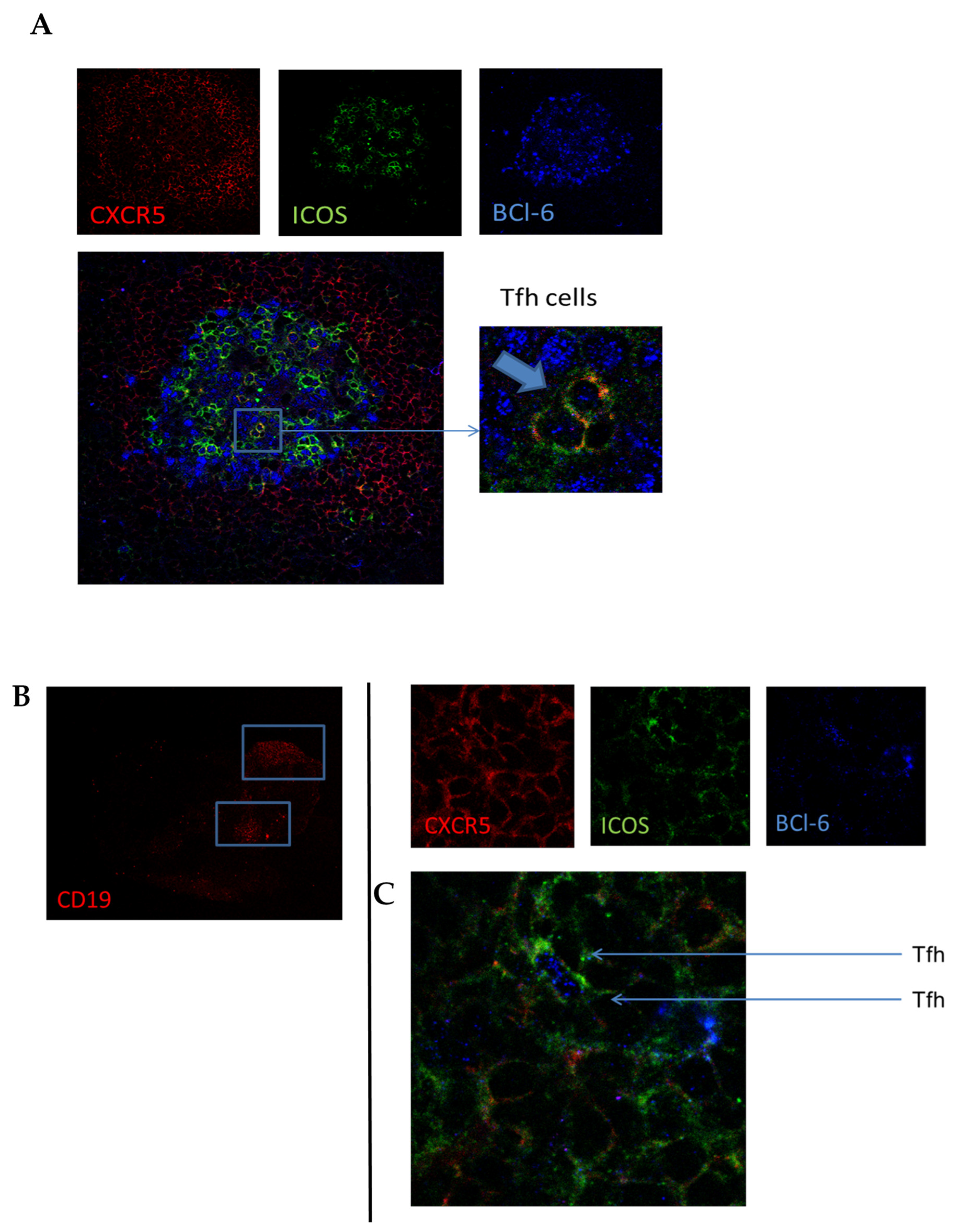 Cells 11 01104 g004 Cells 11 01104 g004
